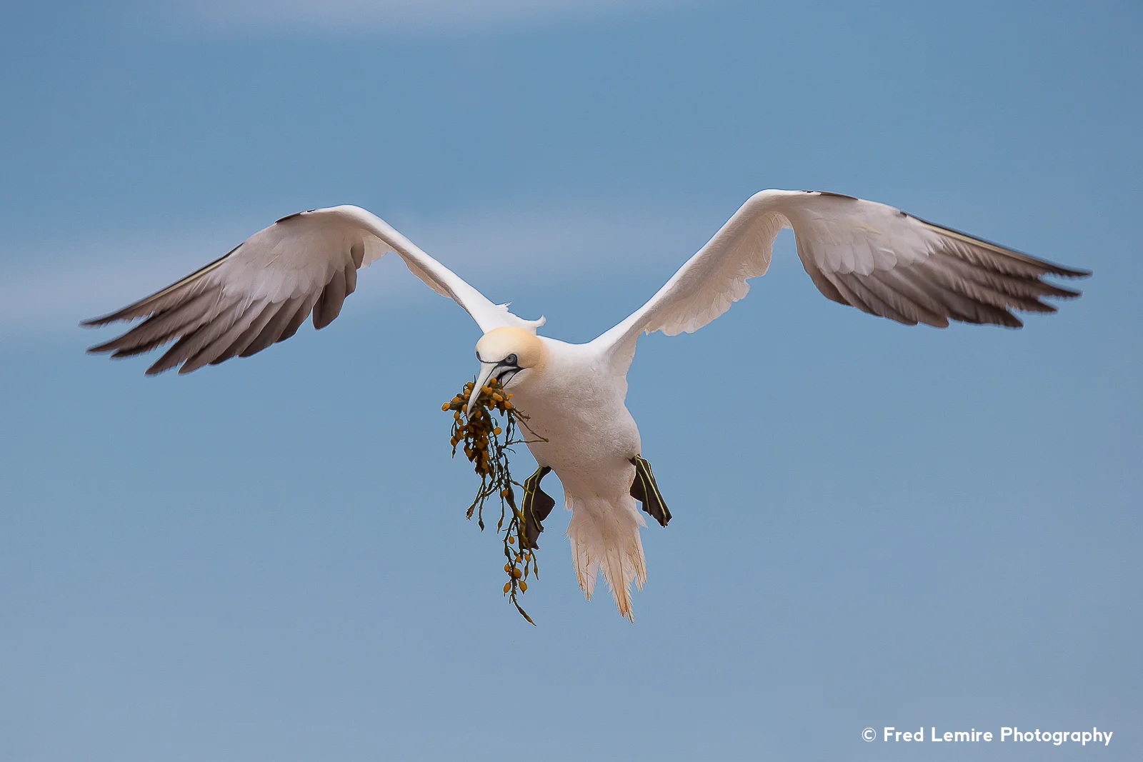 Sea birds 1