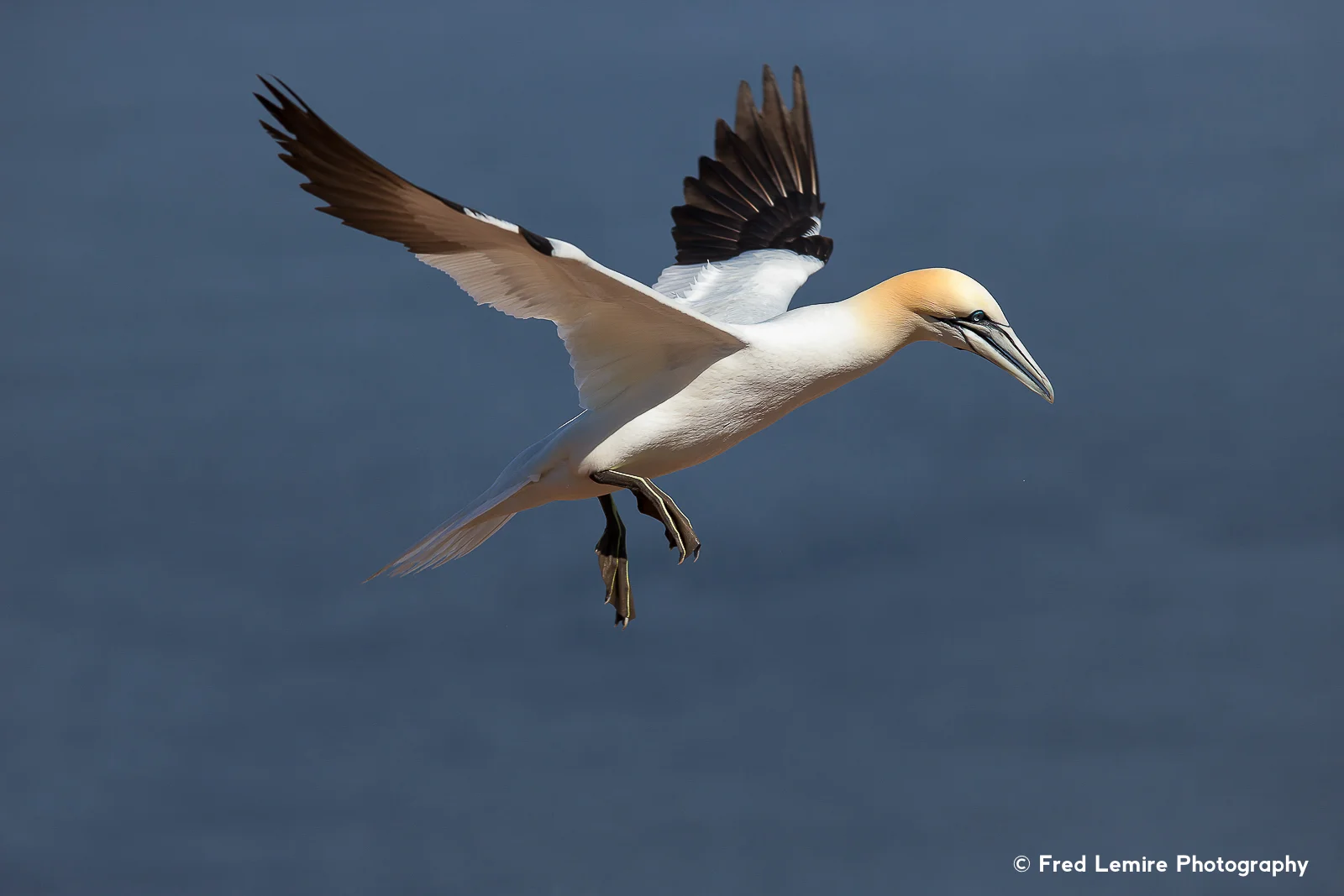 Sea birds 4