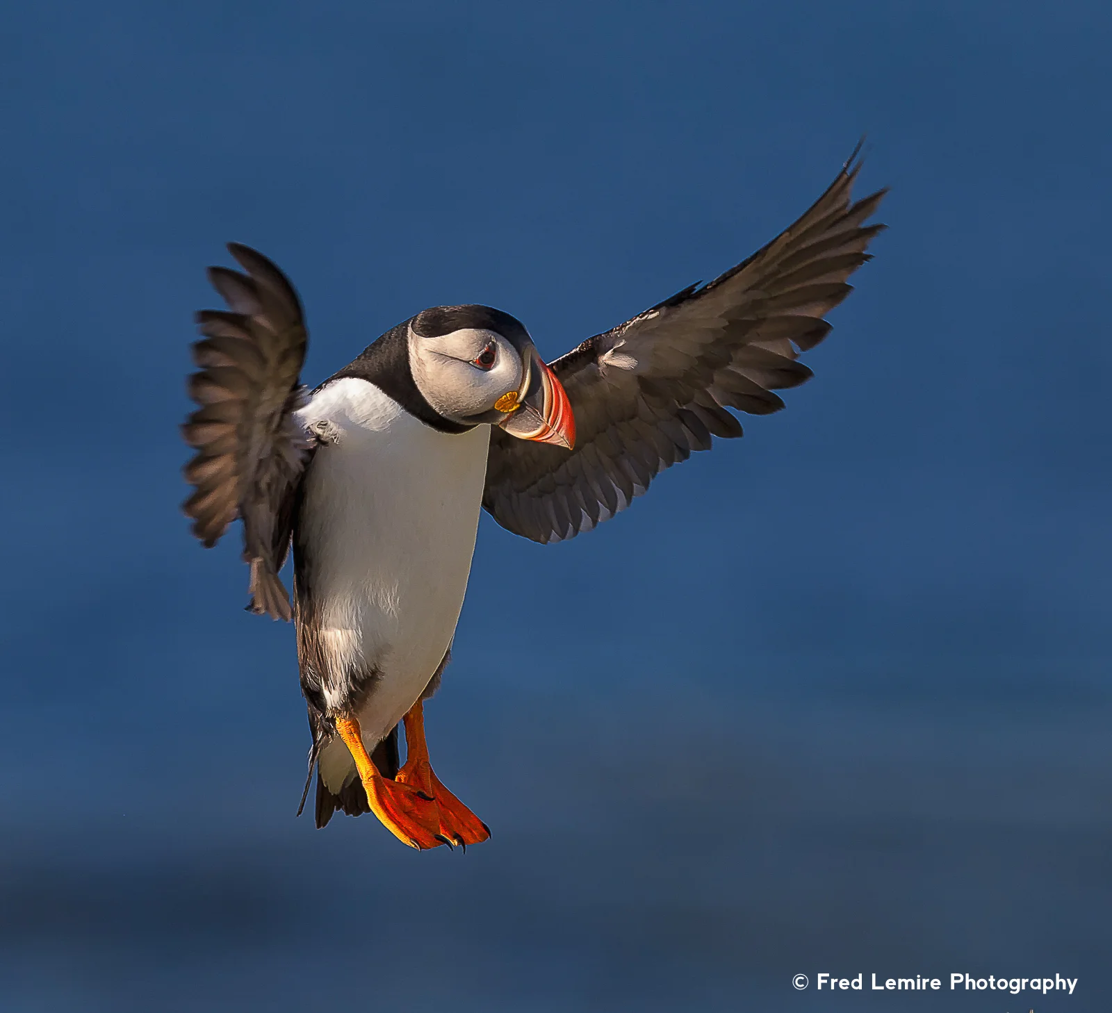 Sea birds 11