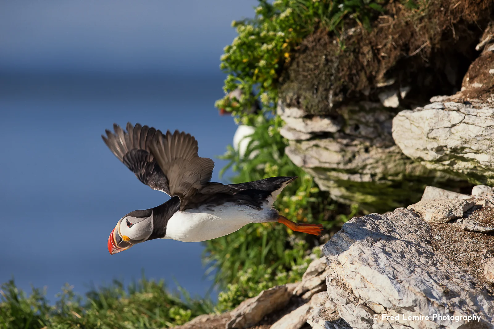Sea birds 18