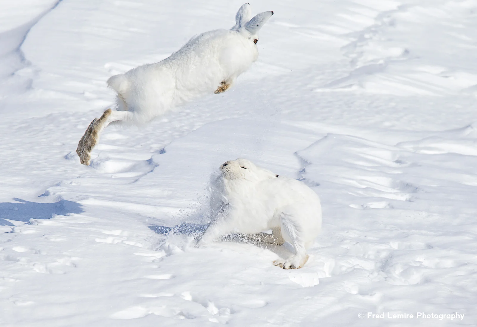 Arctic Hare 2