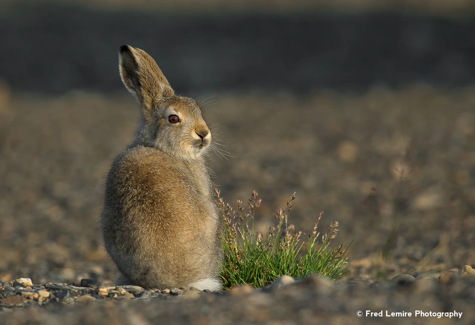 Arctic Hare 3