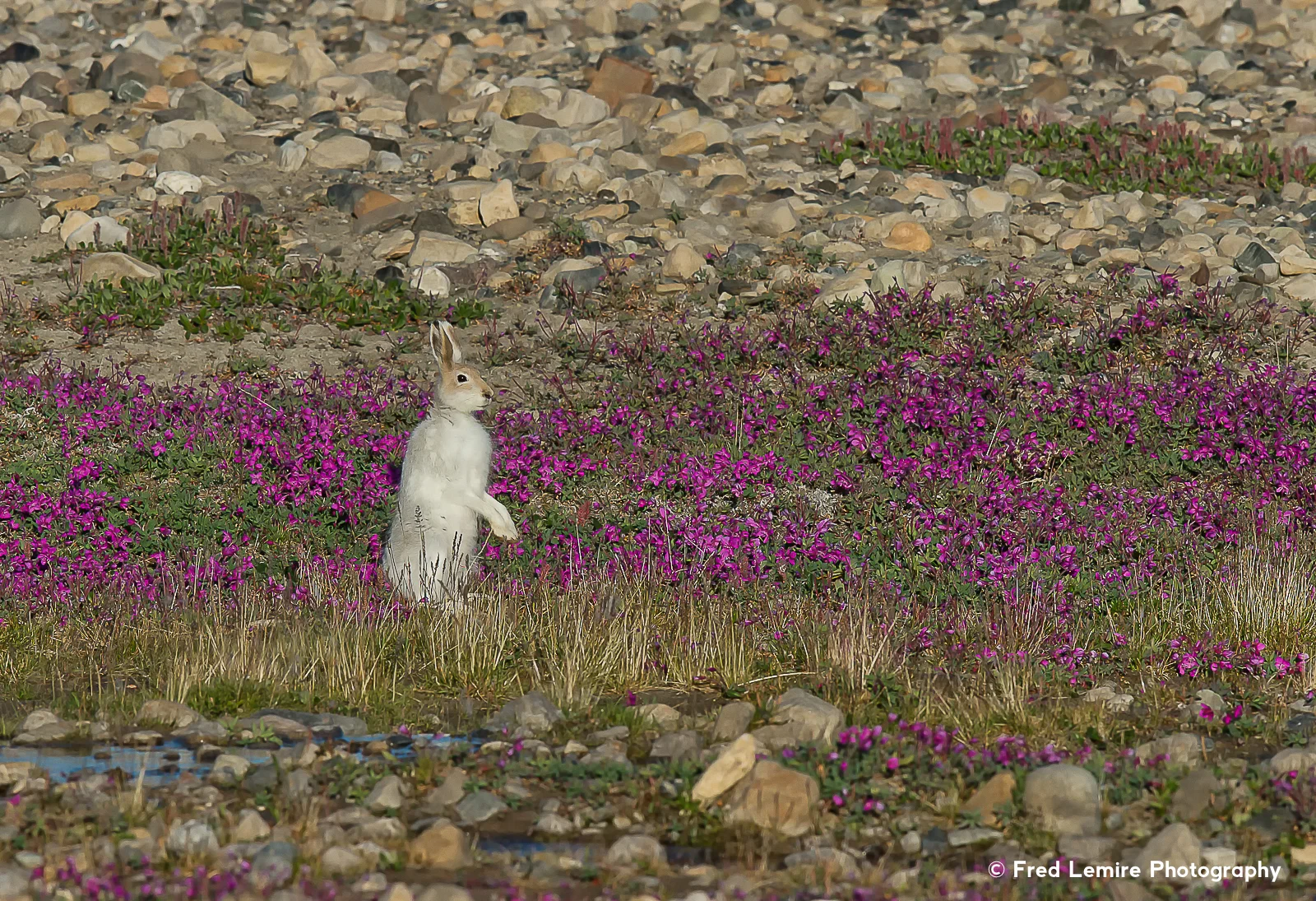 Arctic Hare 7
