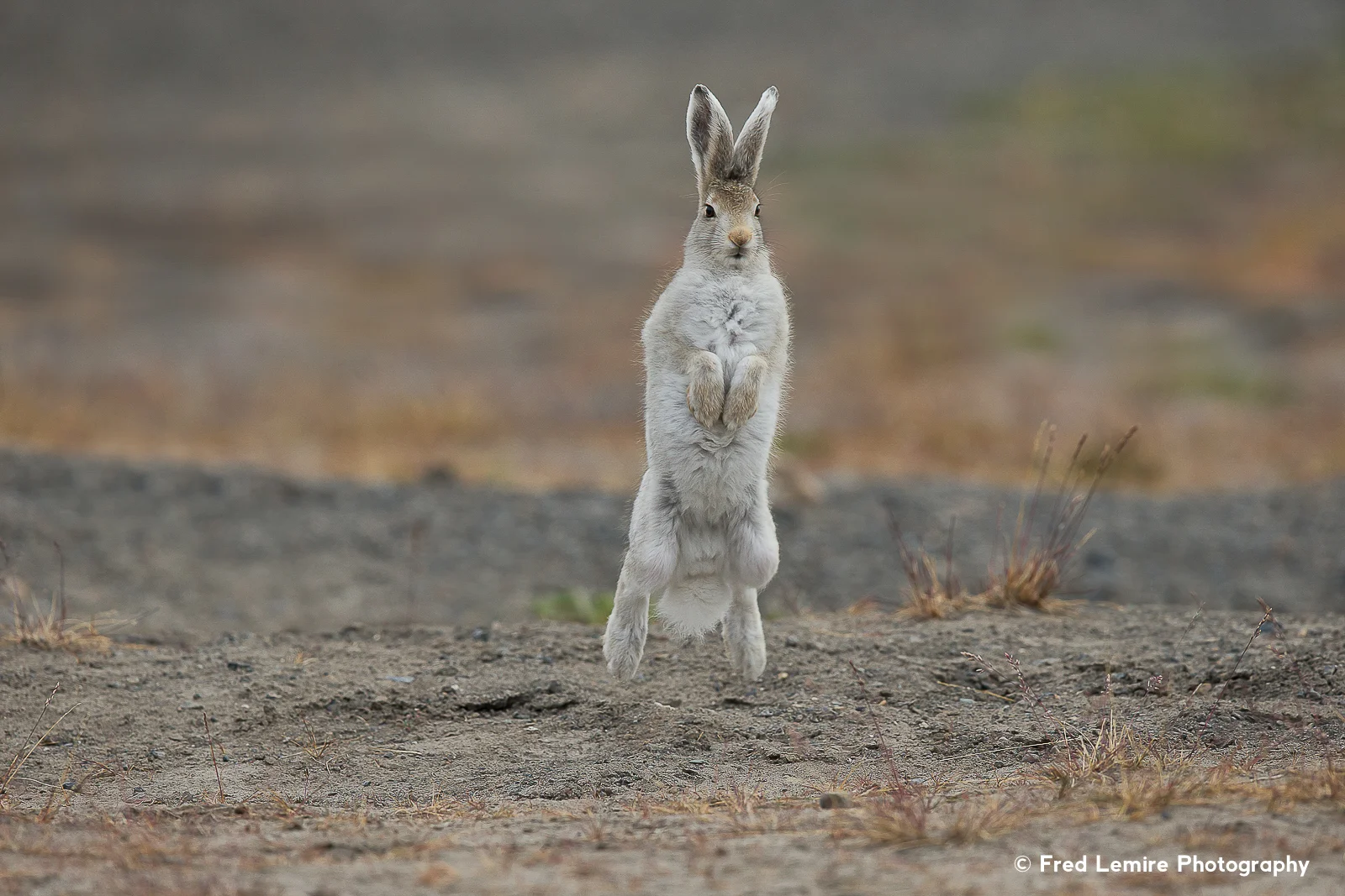 Arctic Hare 8