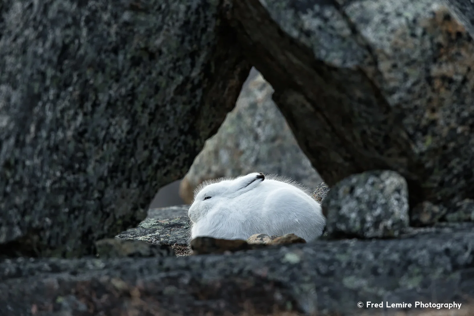 Arctic Hare 9