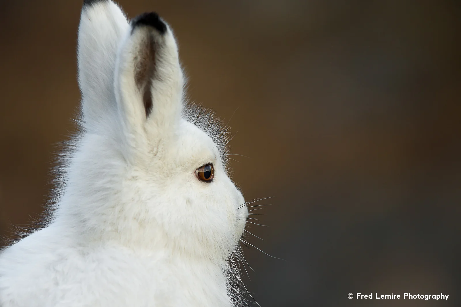 Arctic Hare 10