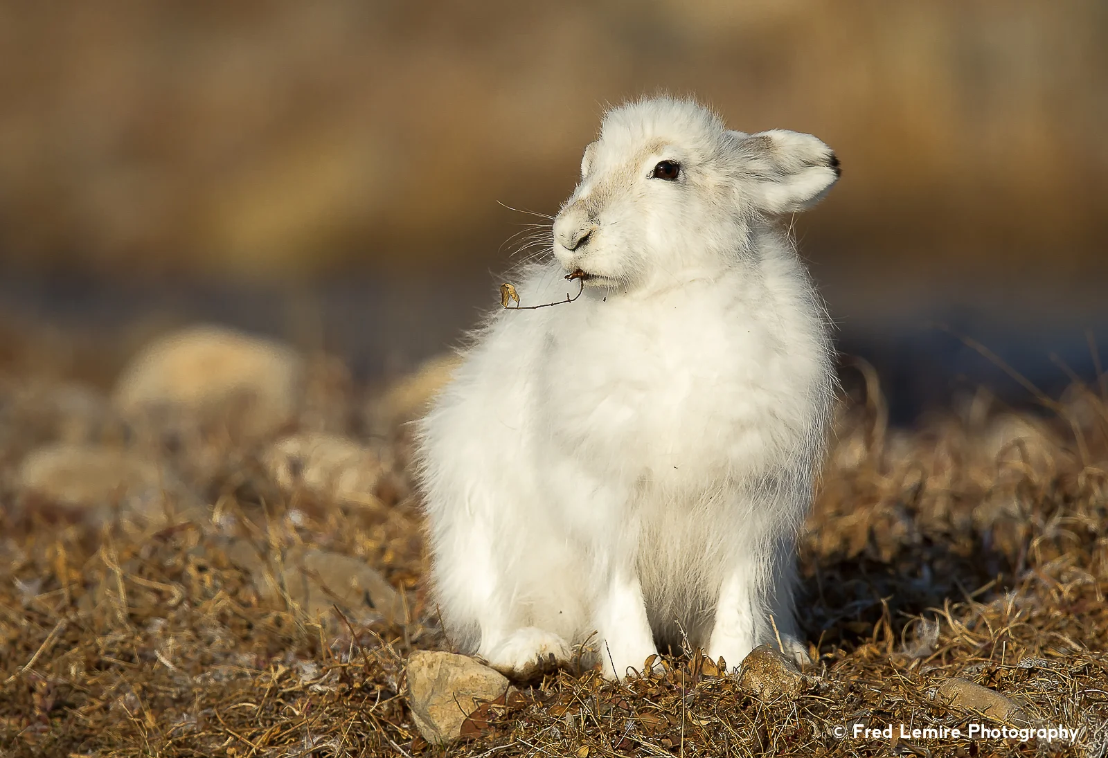 Arctic Hare 11