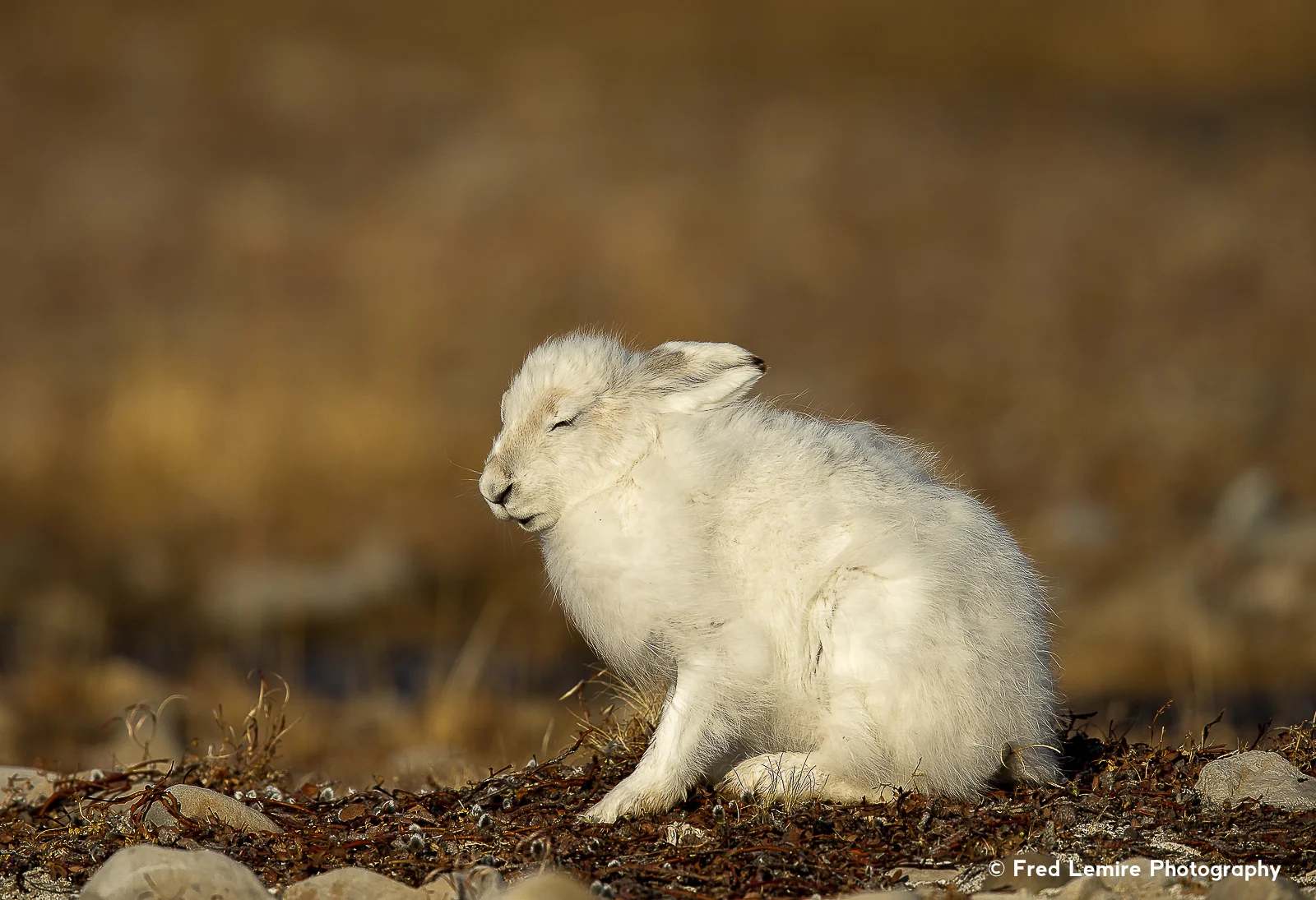 Arctic Hare 12