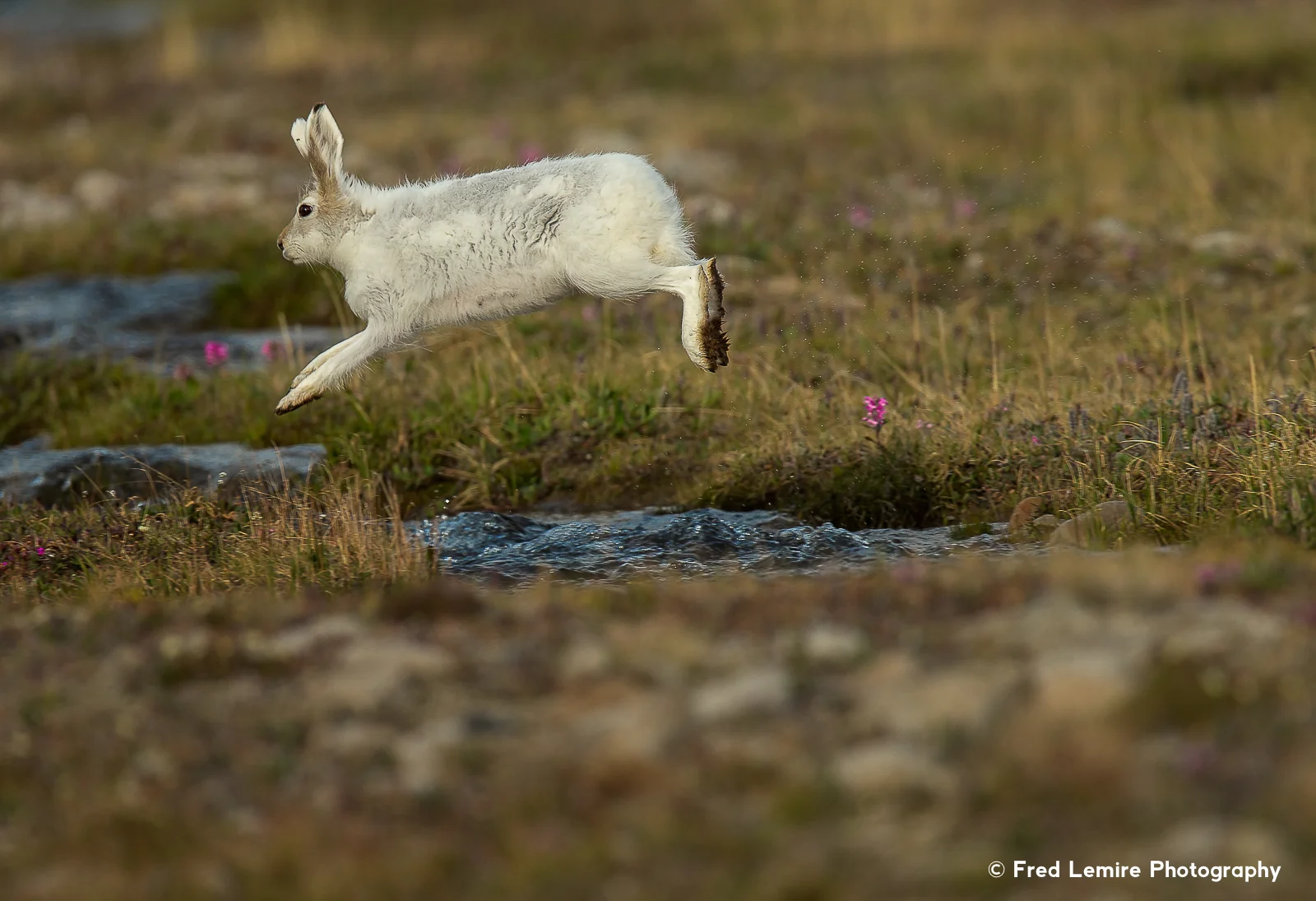 Arctic Hare 13
