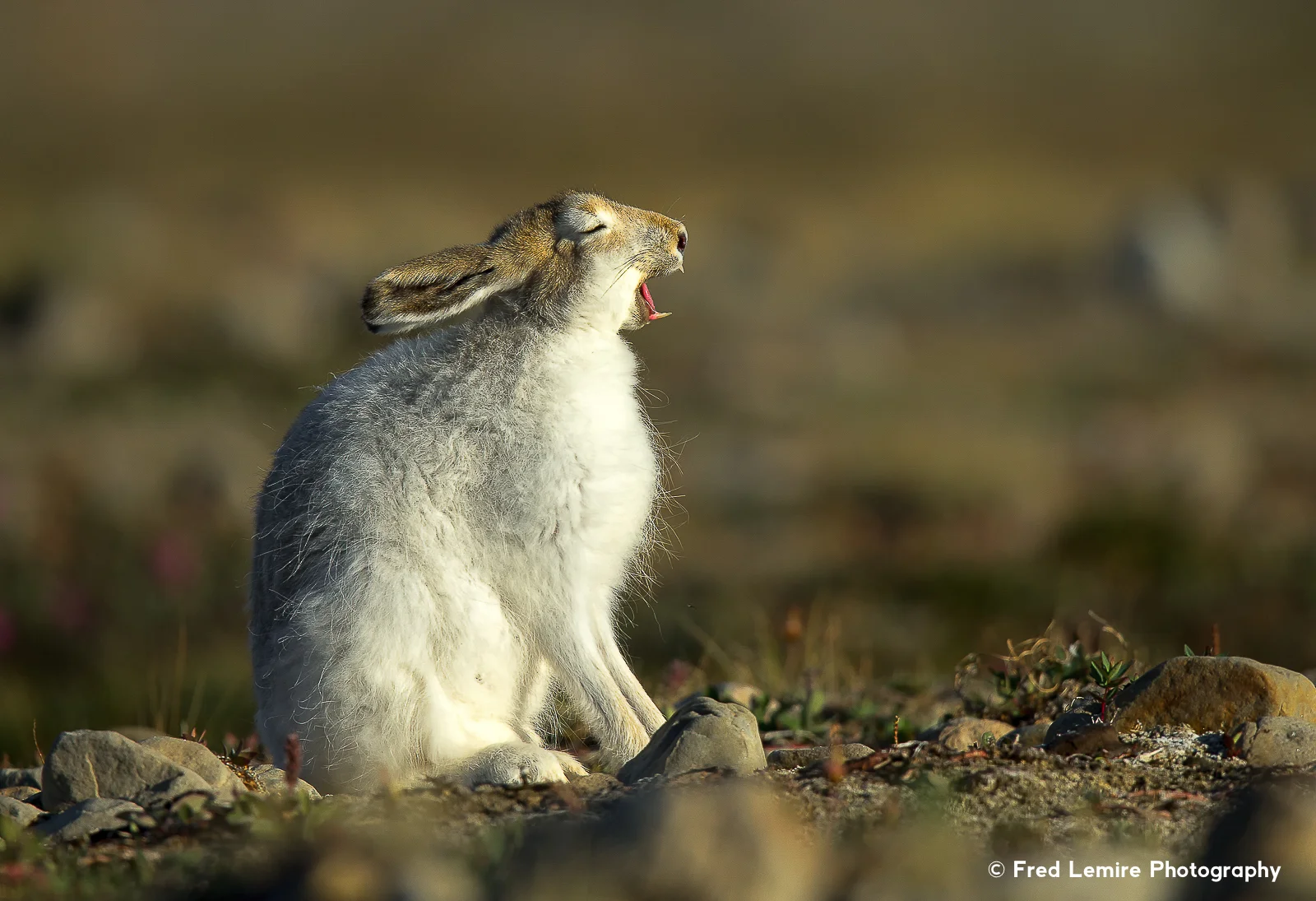 Arctic Hare 15
