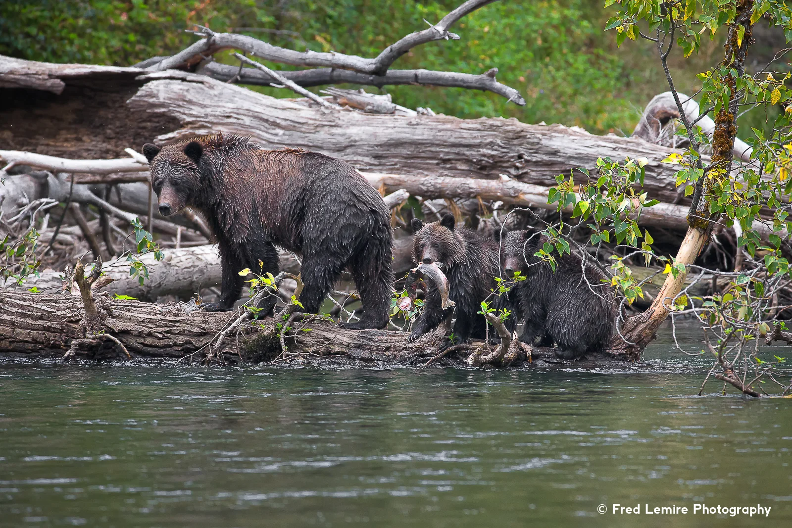 Bears 25