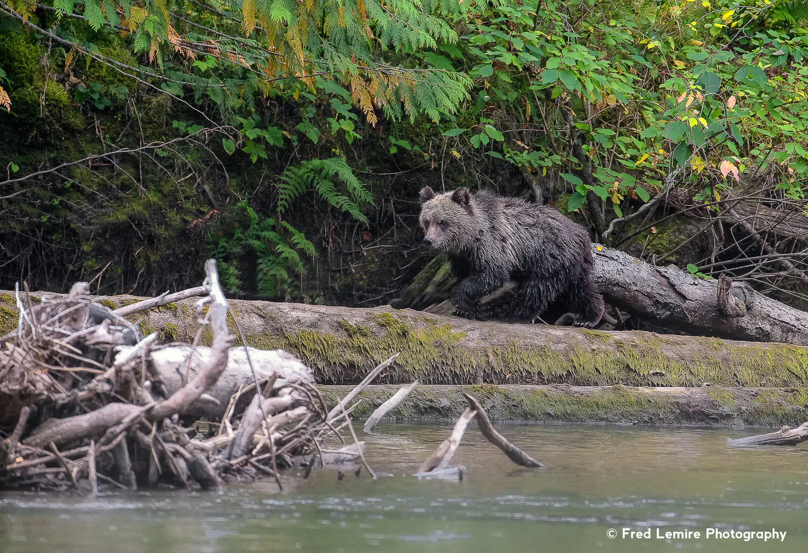 Bears 26