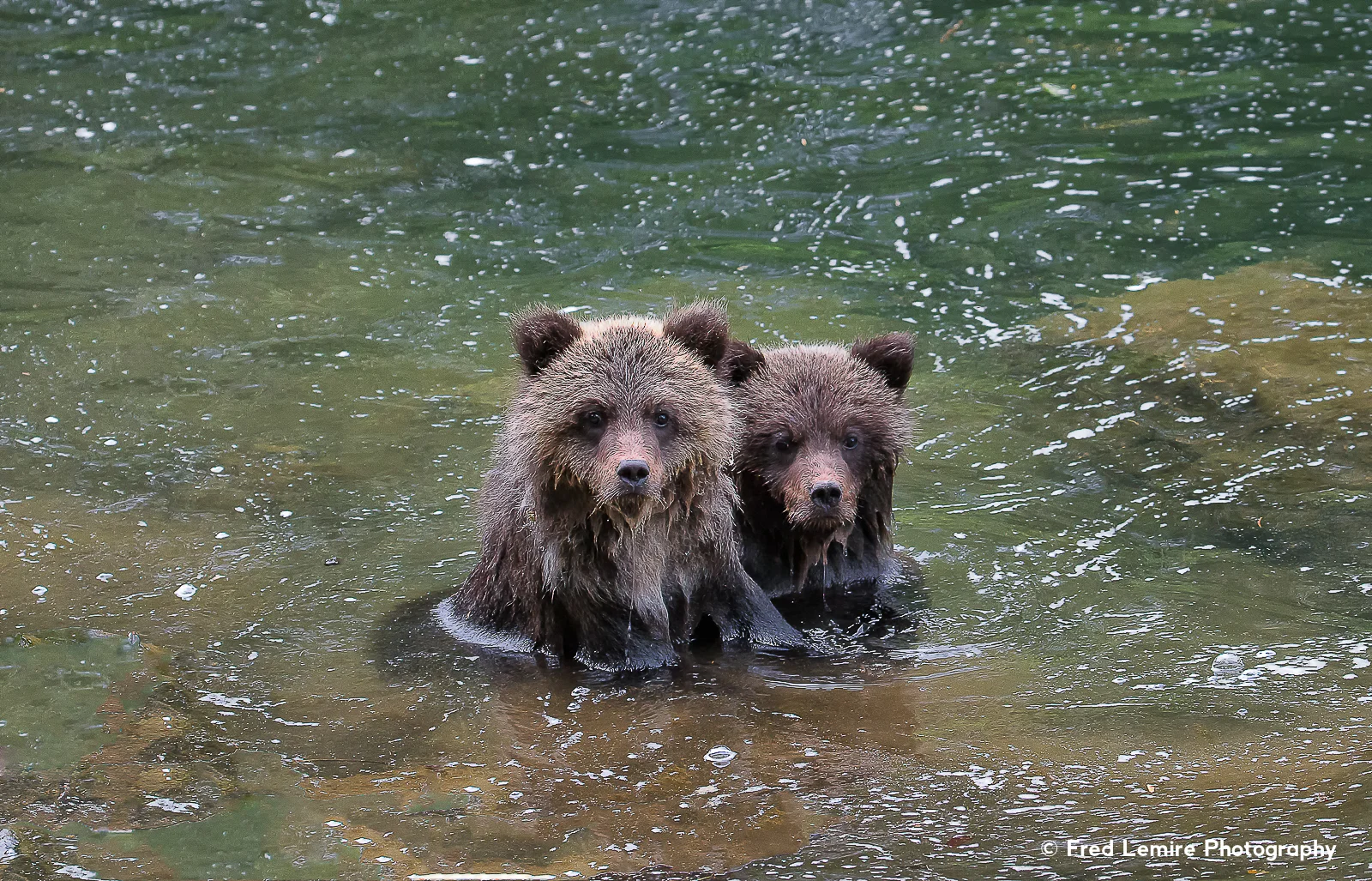 Bears 28