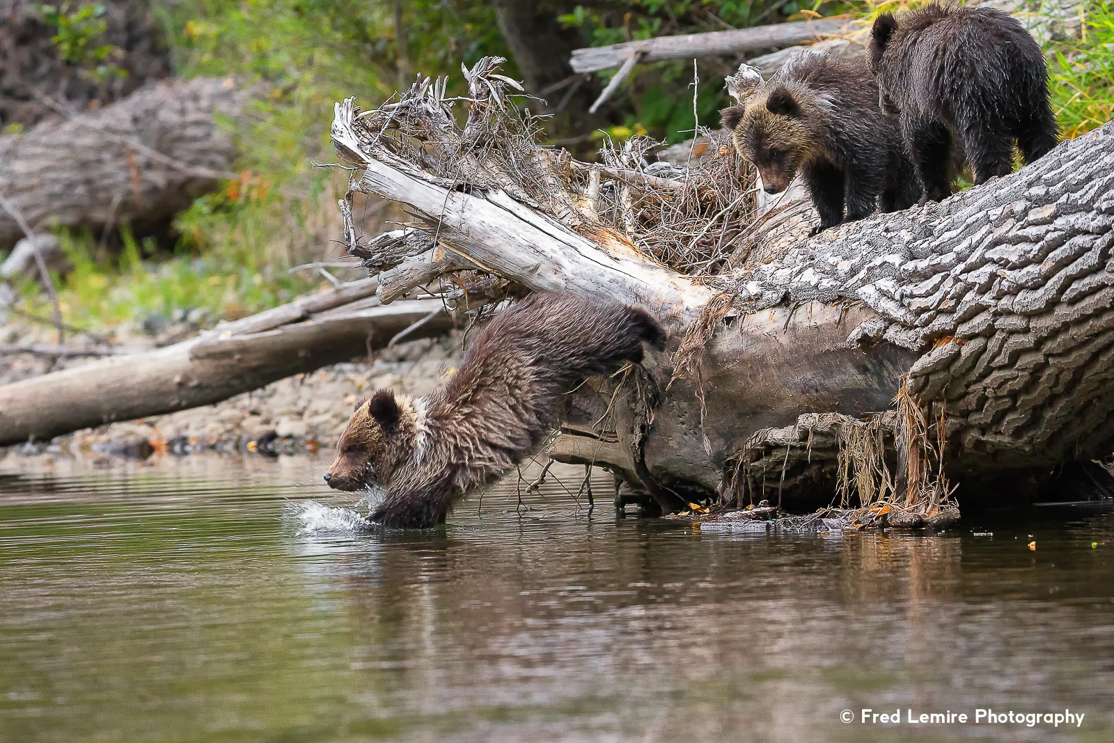 Bears 29