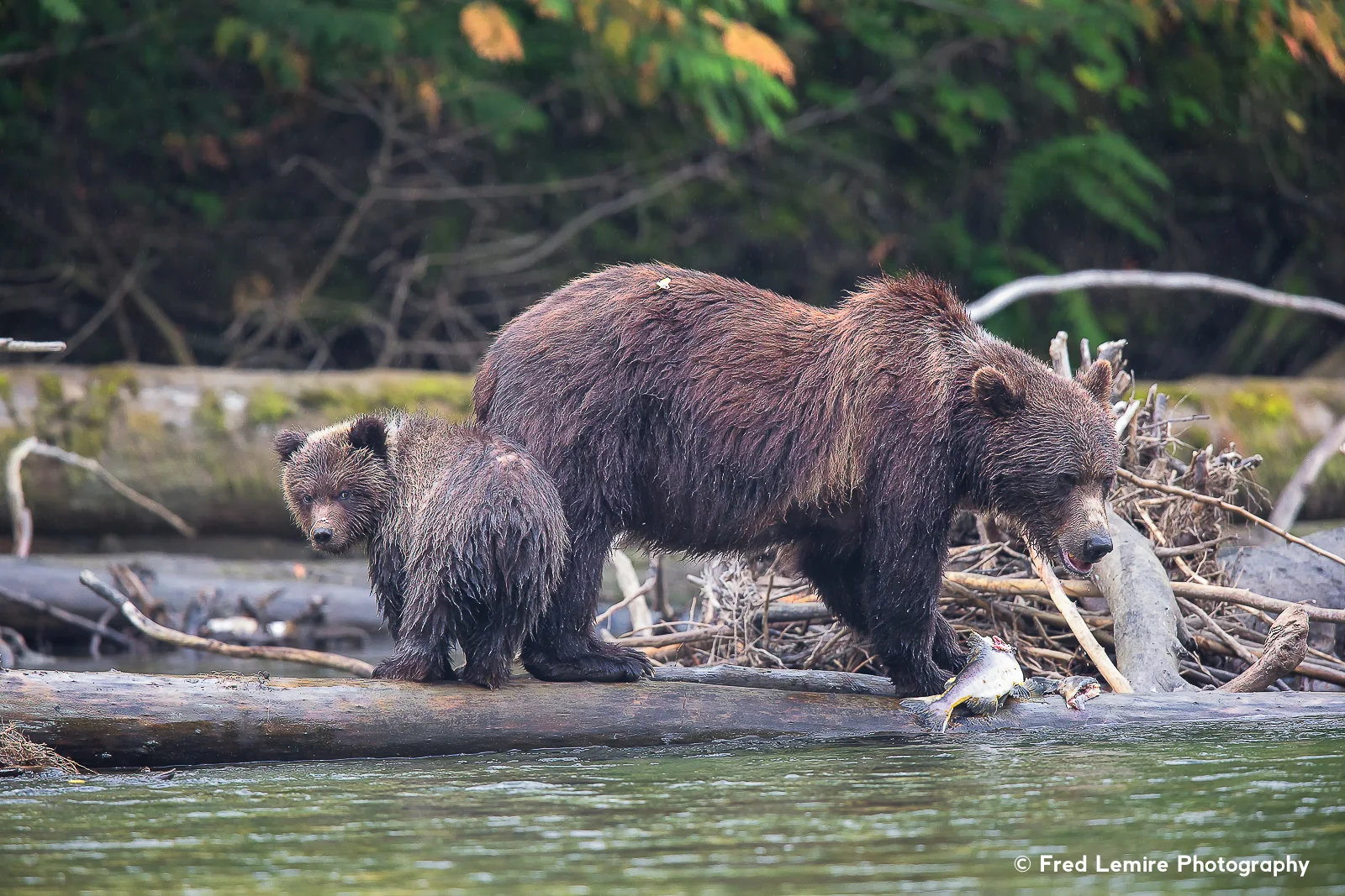 Bears 31