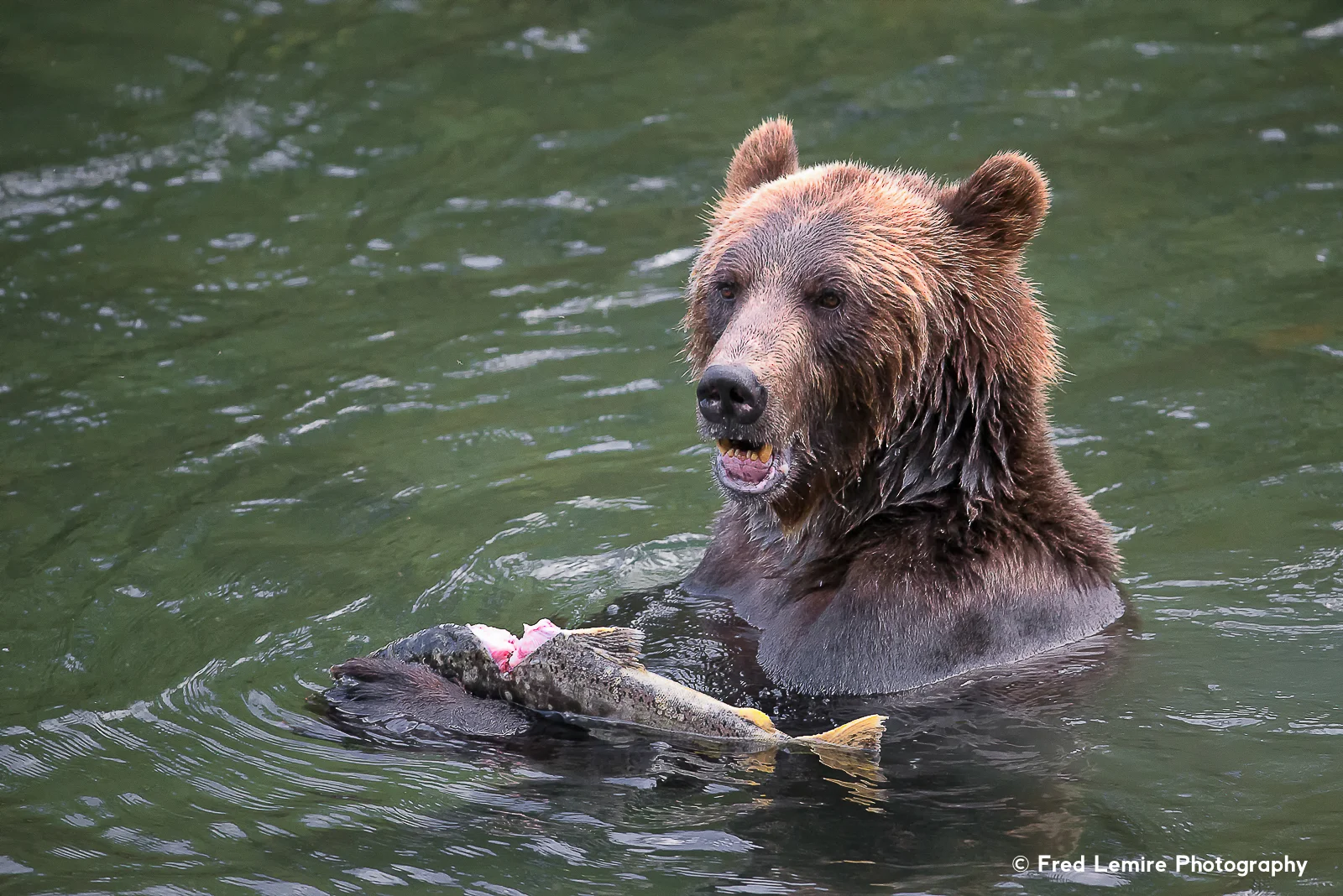 Bears 34