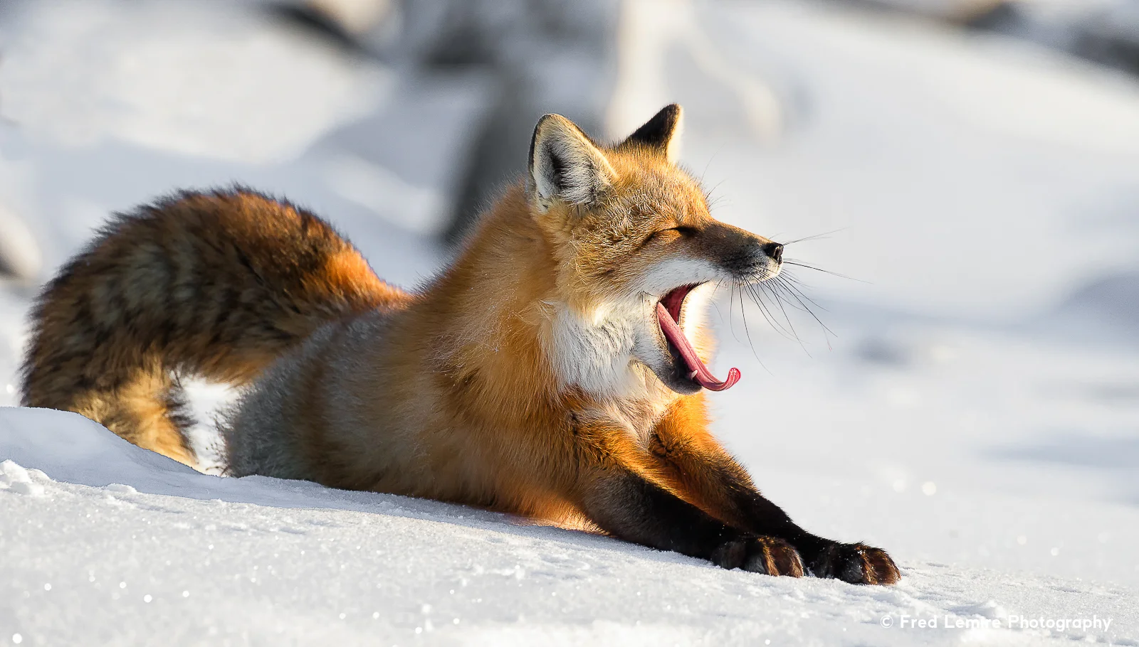 Foxes 4