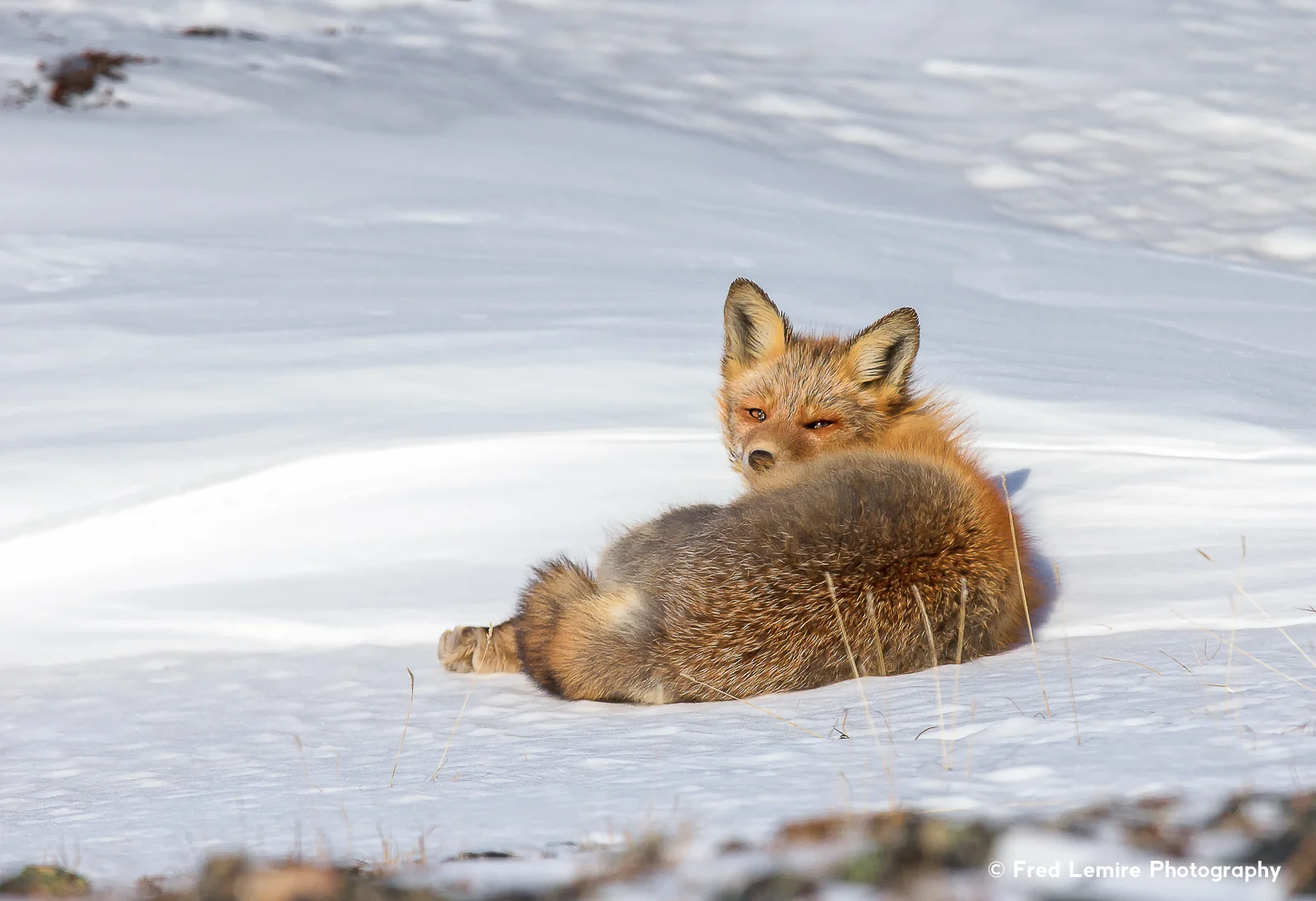 Foxes 10