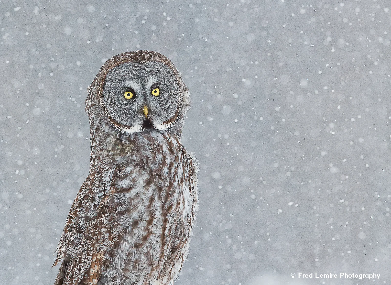 Owls 5