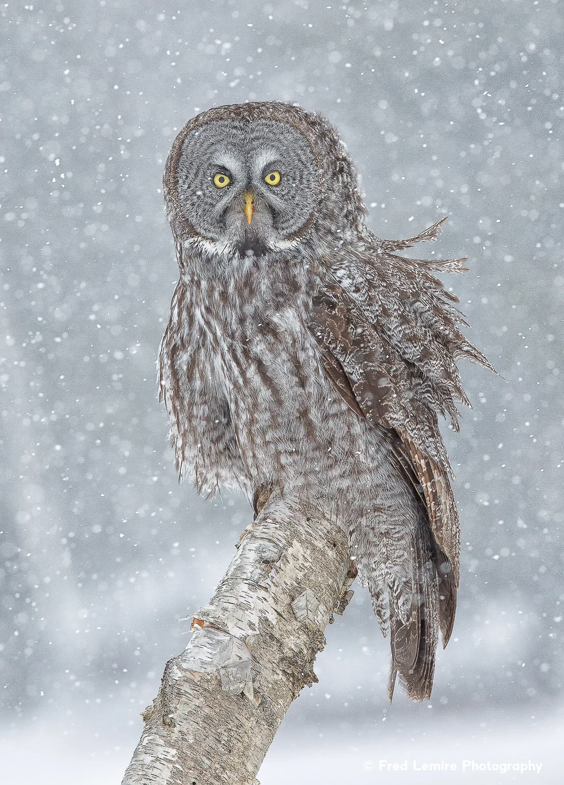 Owls 6