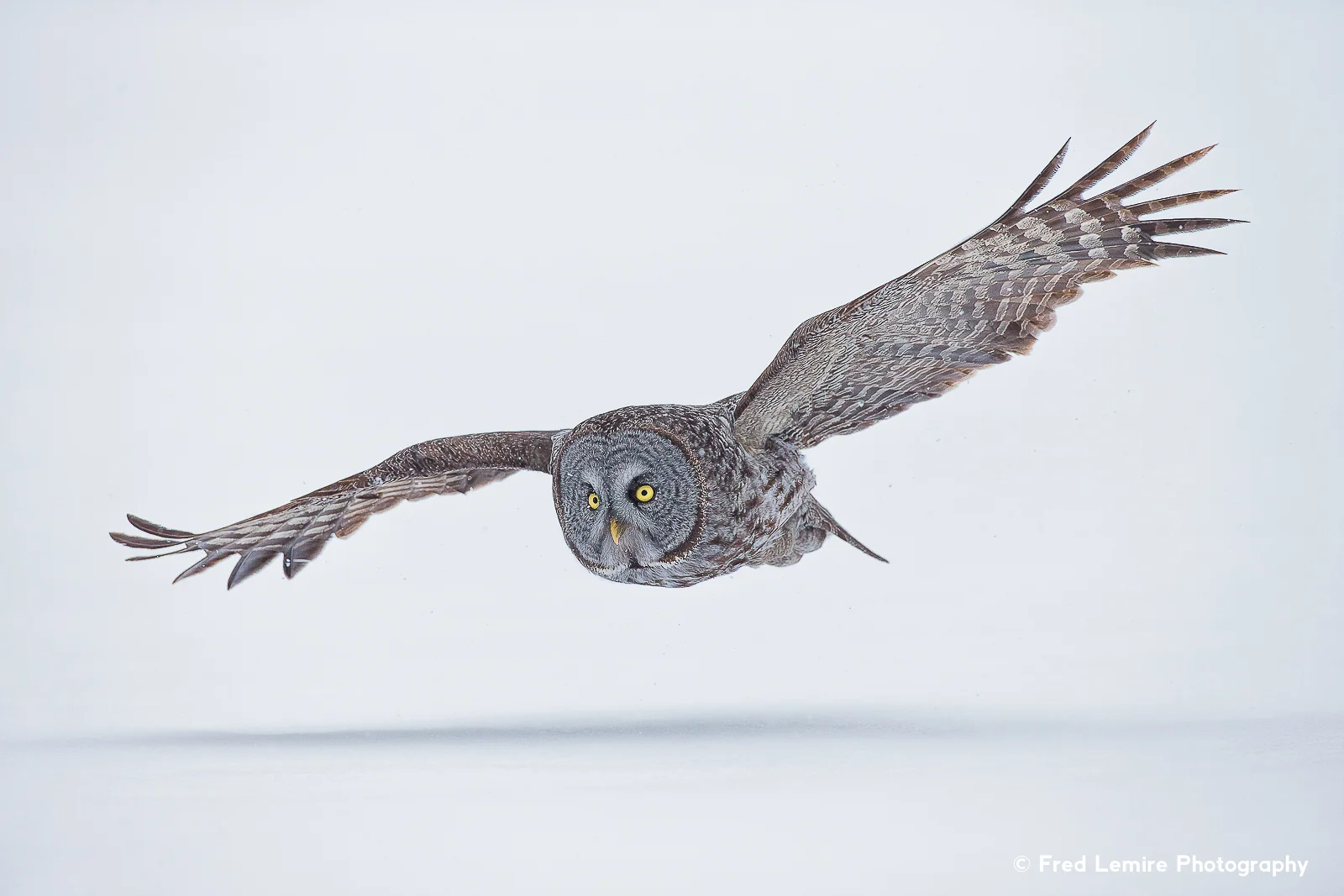 Owls 8