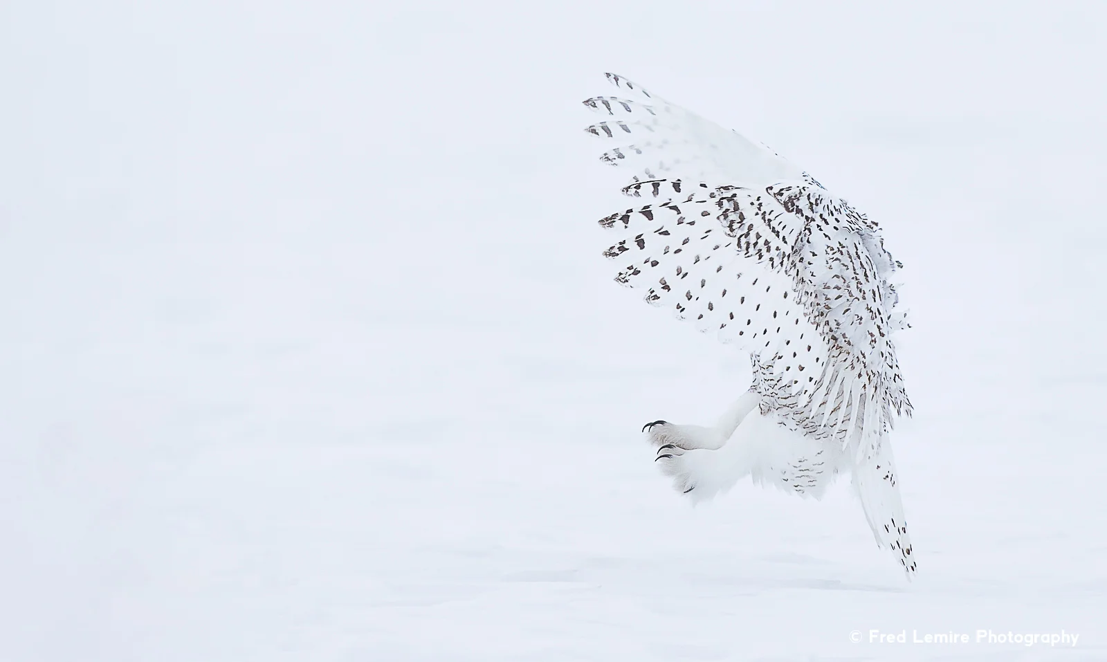 Owls 14