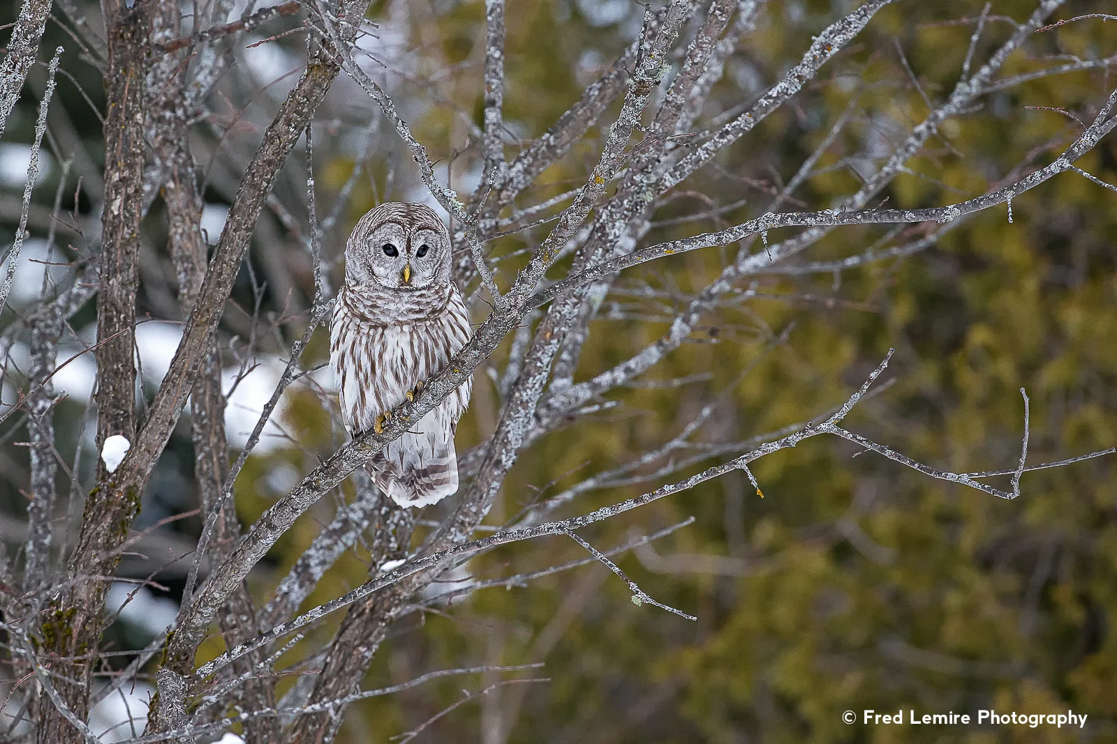 Owls 19