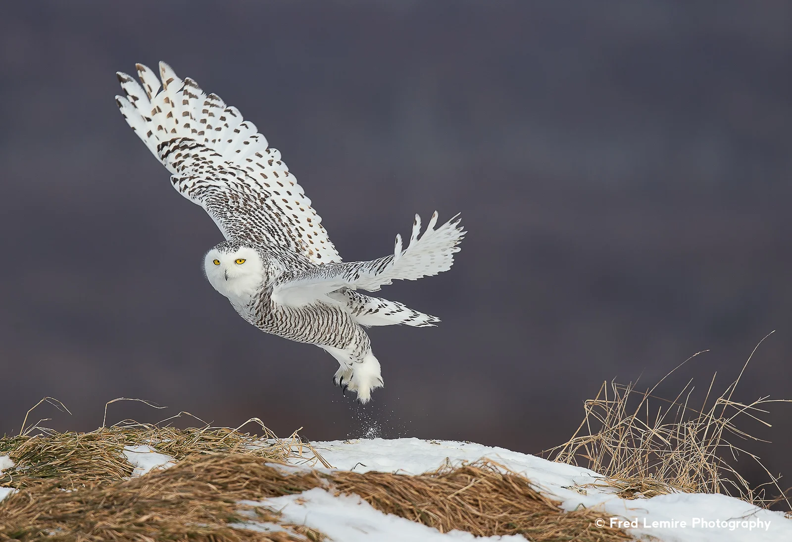 Owls 29