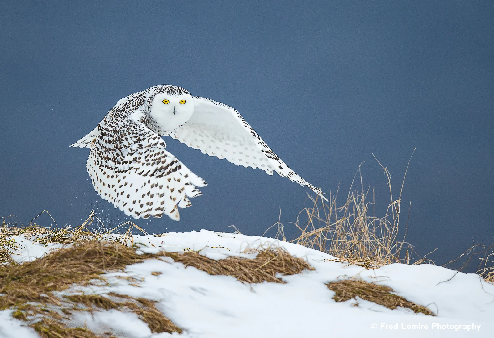 Owls 28