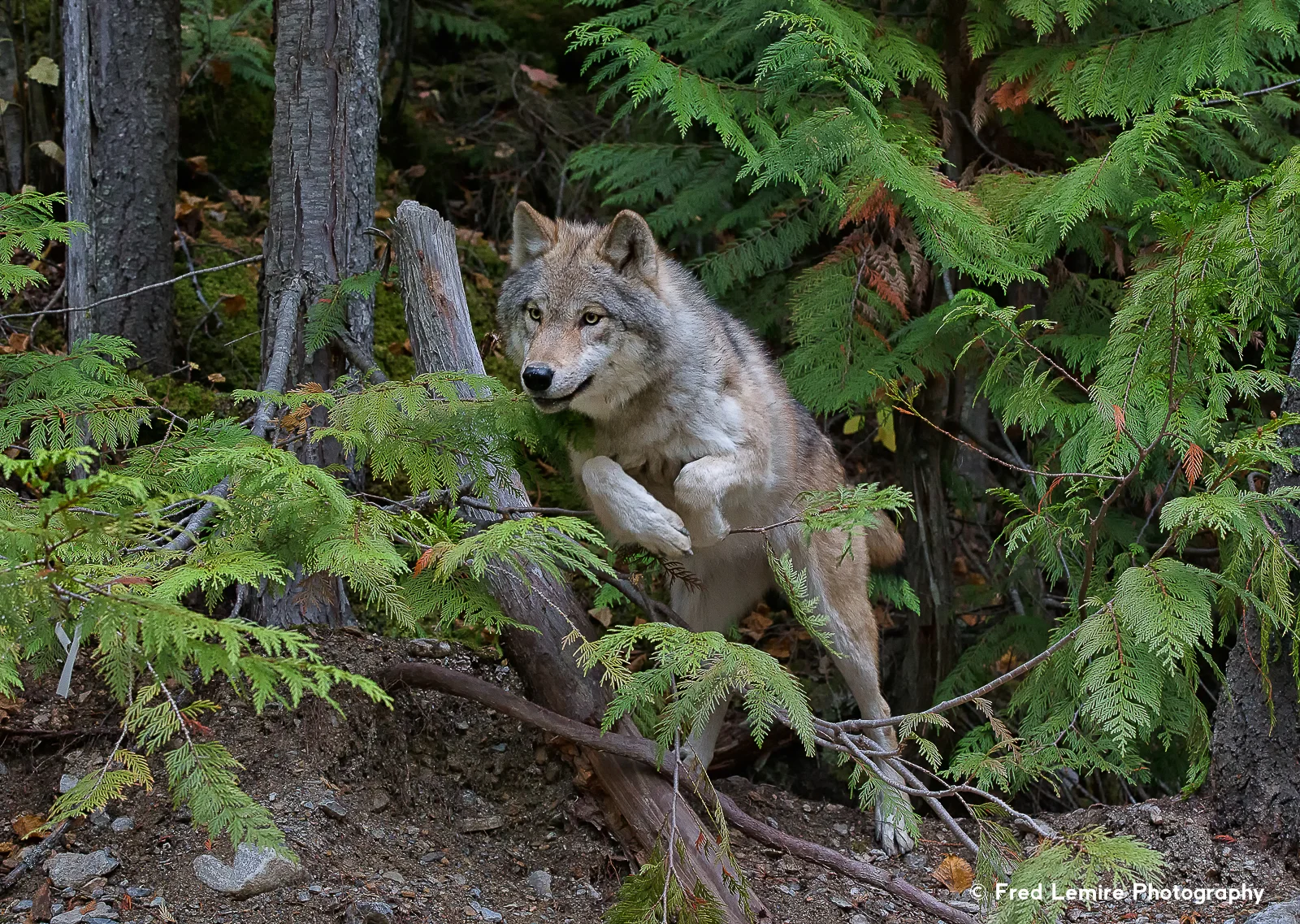 Wolves 4