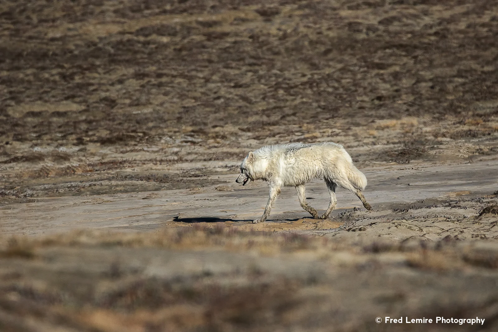 Wolves 13