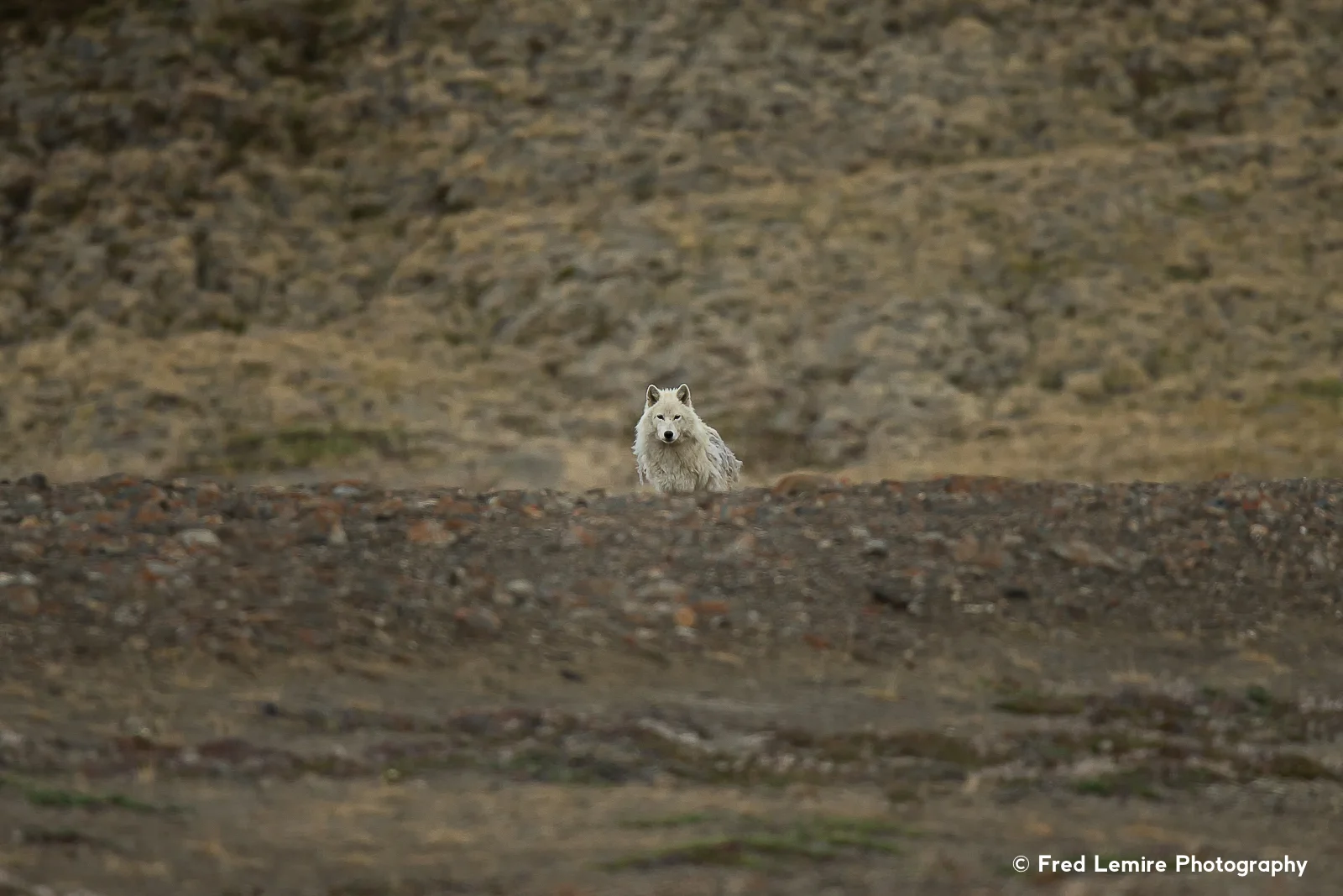 Wolves 16