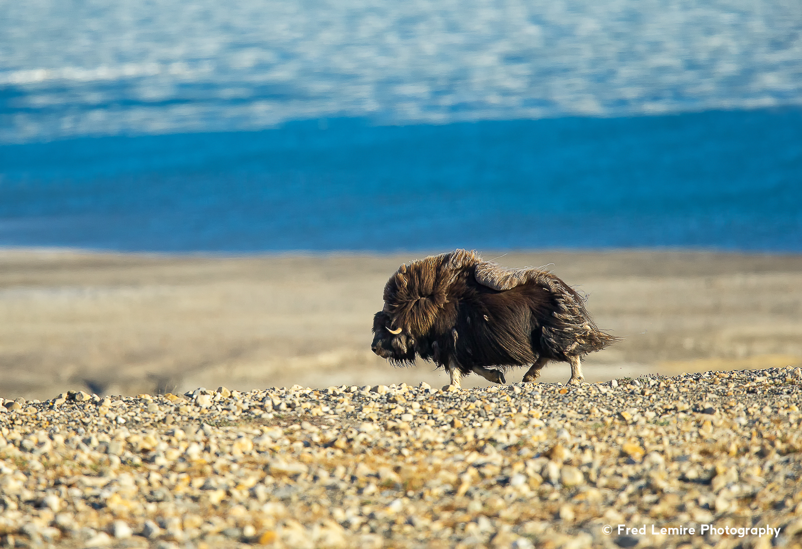 Fred Lemire Photography-muskox-66.jpg