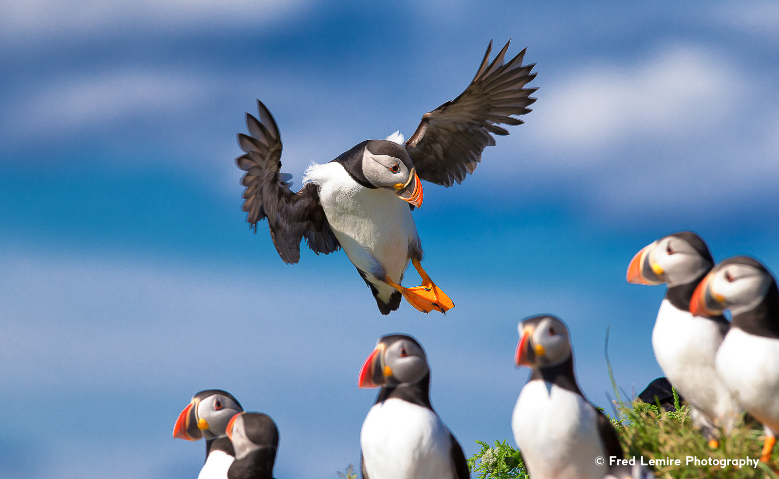 Fred Lemire Photography-sea birds-120.jpg