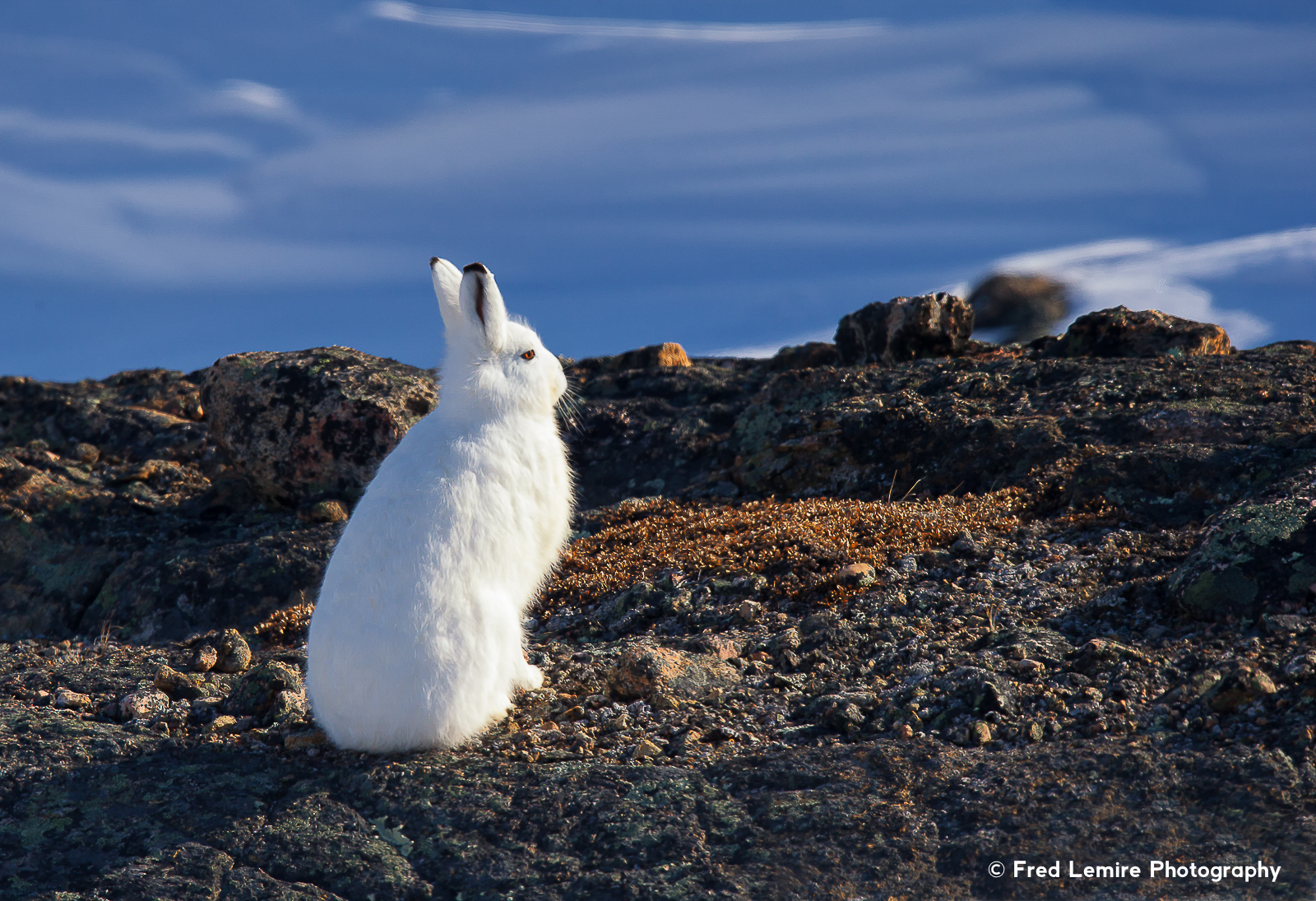 Fred Lemire Photography-arctic hare-128.jpg