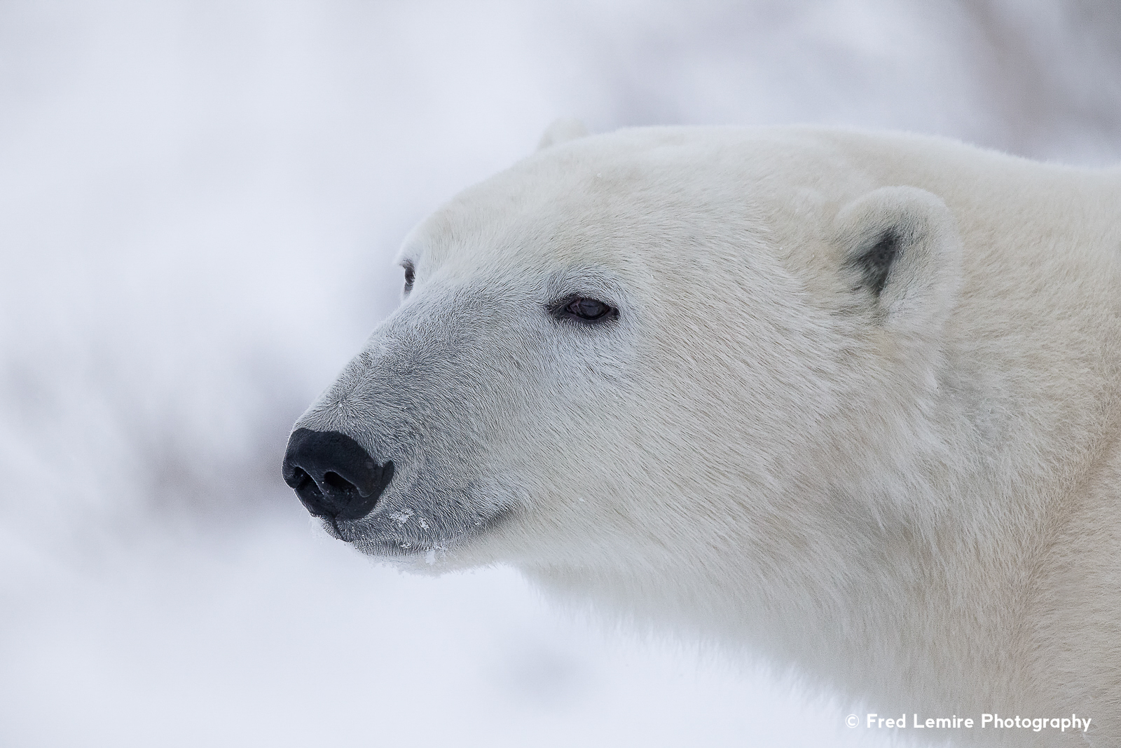 Fred Lemire Photography-bears-155.jpg