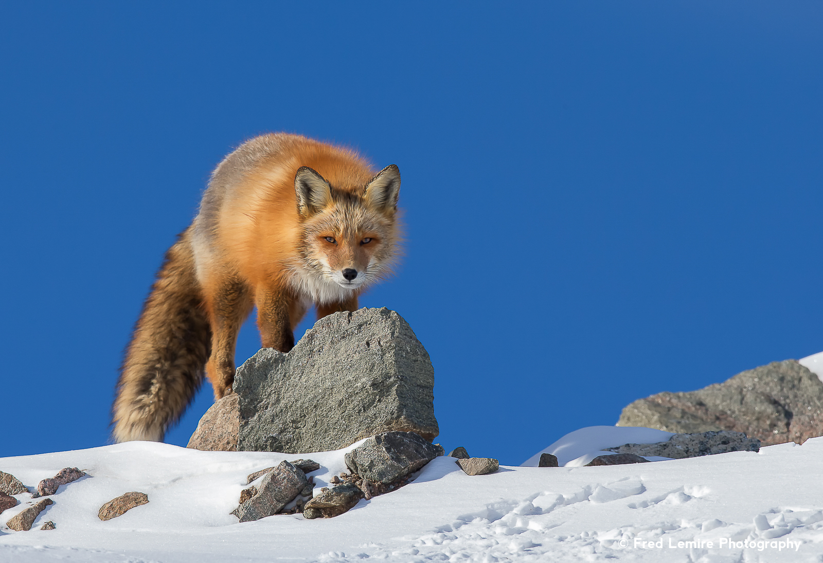 Fred Lemire Photography-foxes-209.jpg