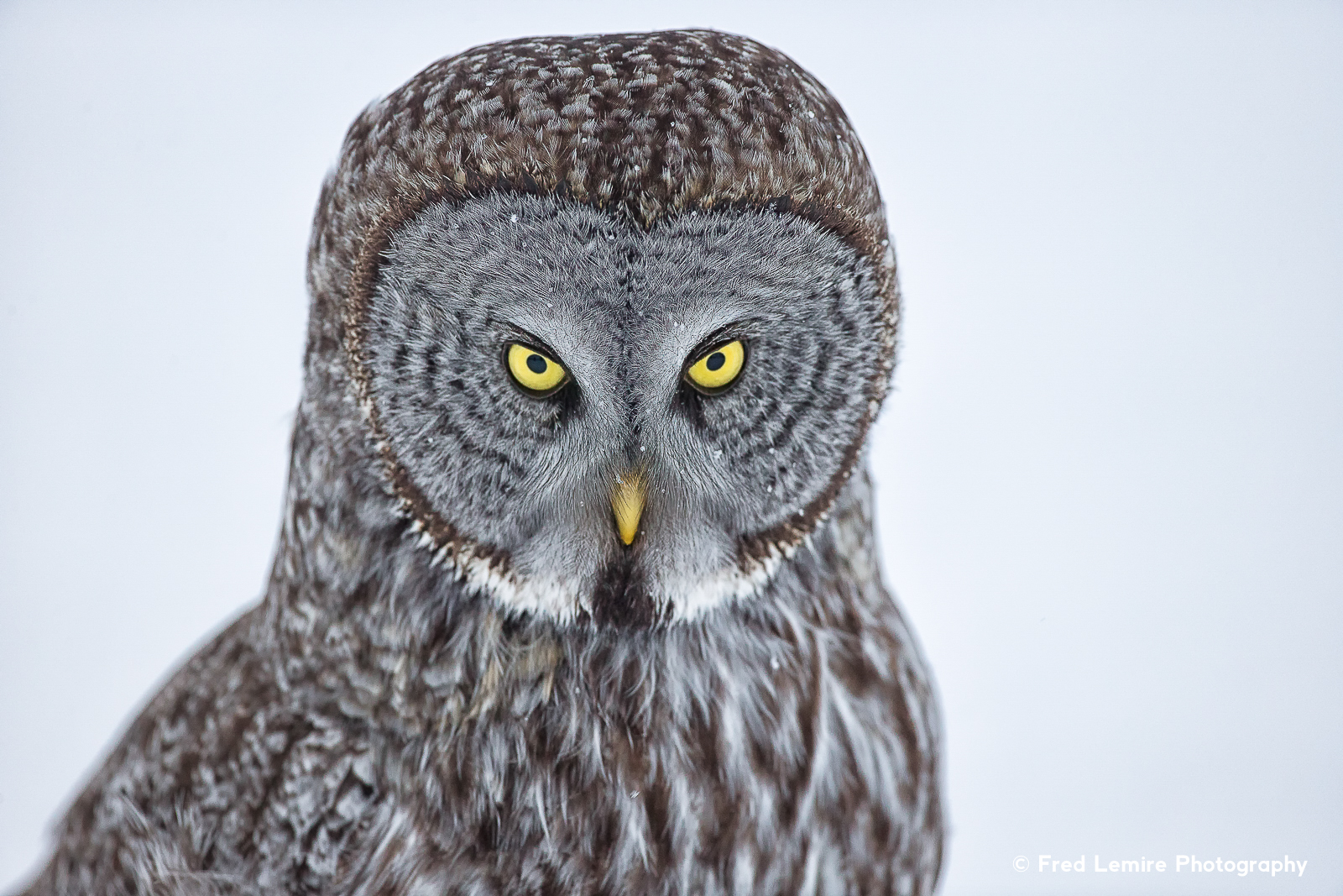 Fred Lemire Photography-owls-220.jpg
