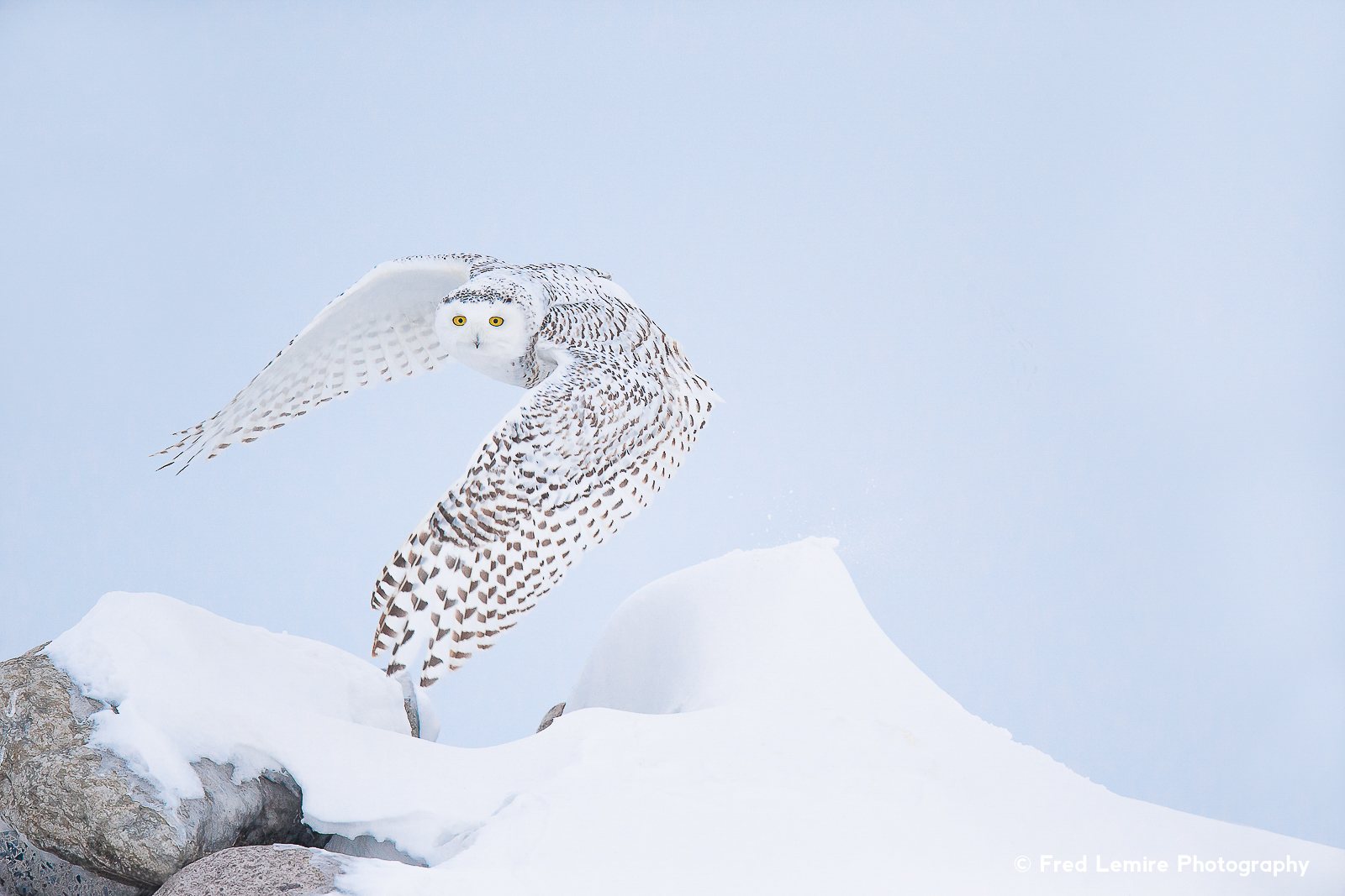 Fred Lemire Photography-owls-238.jpg