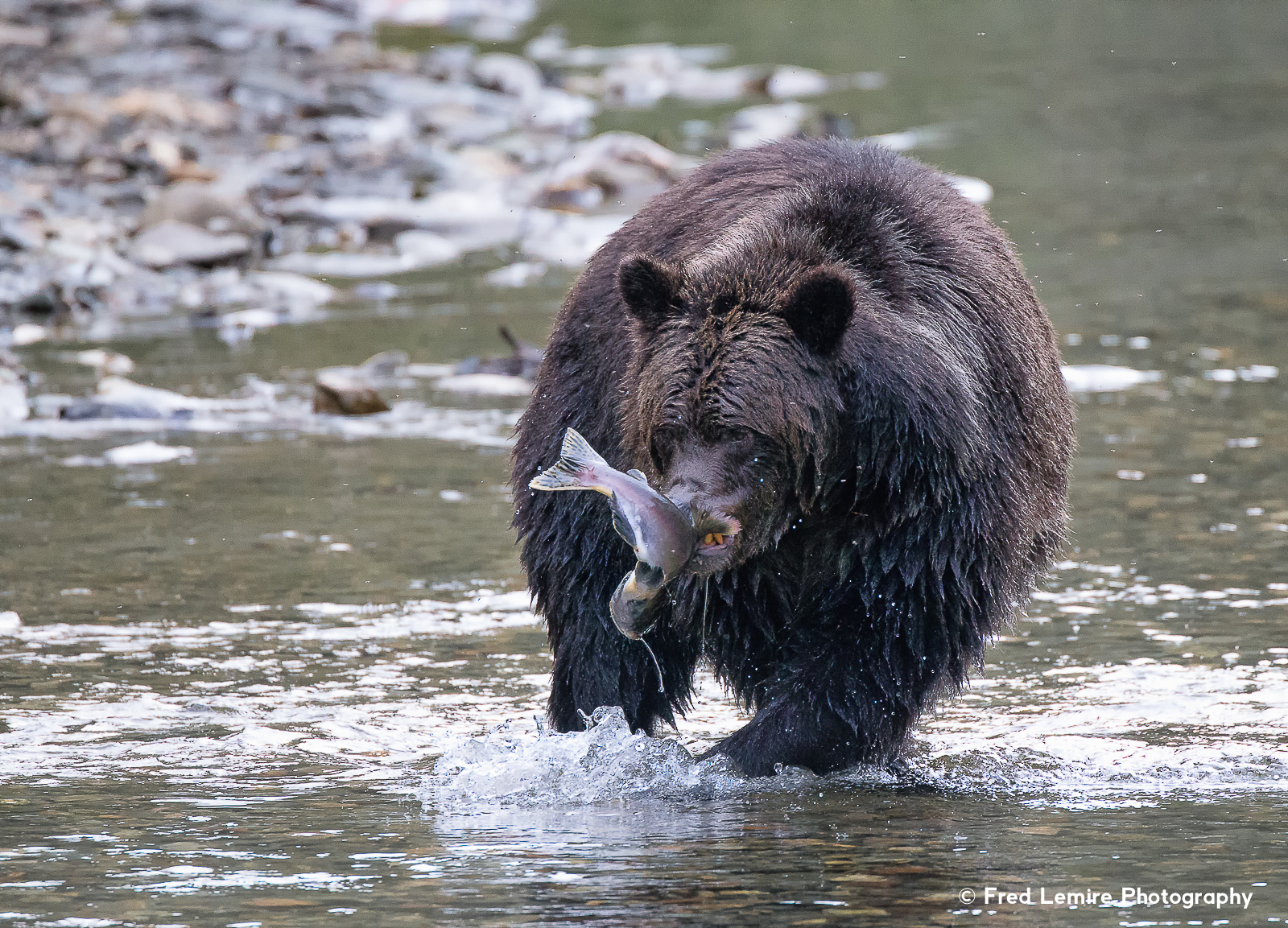 Grizzly Bears & Other Wildlife of BC