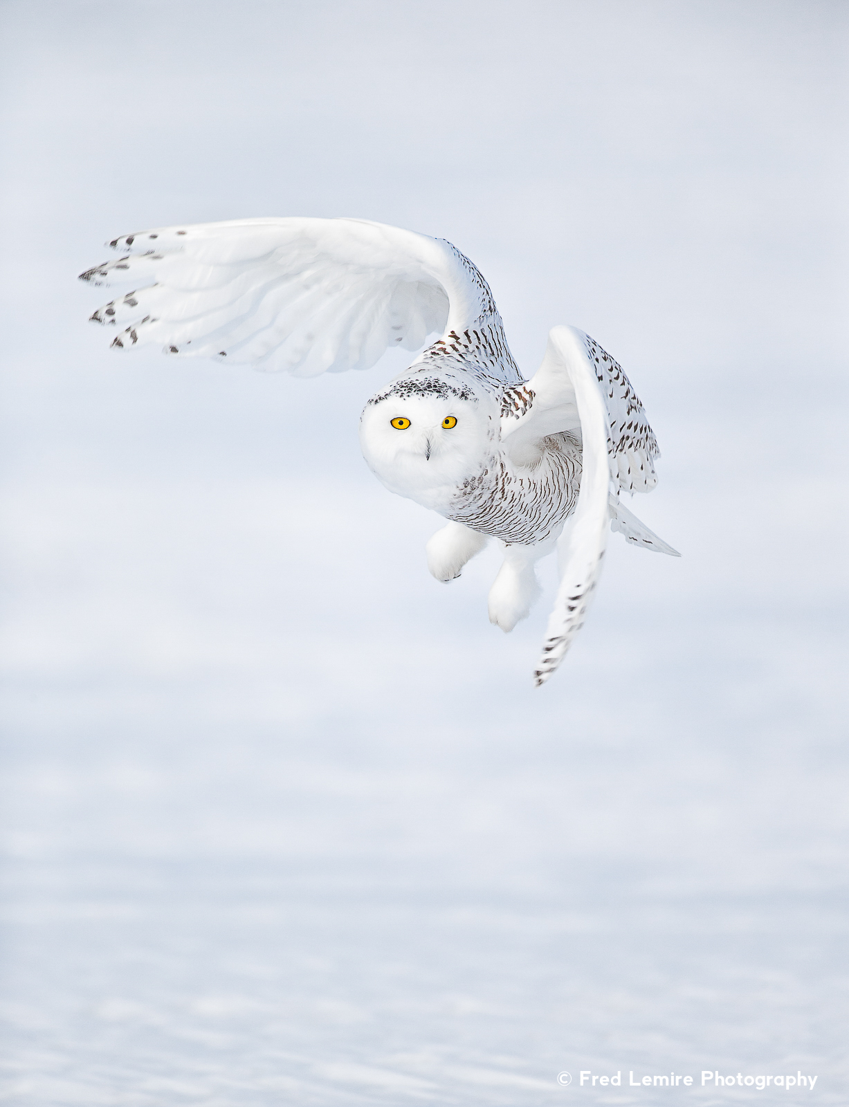 Owls of Amherst Island