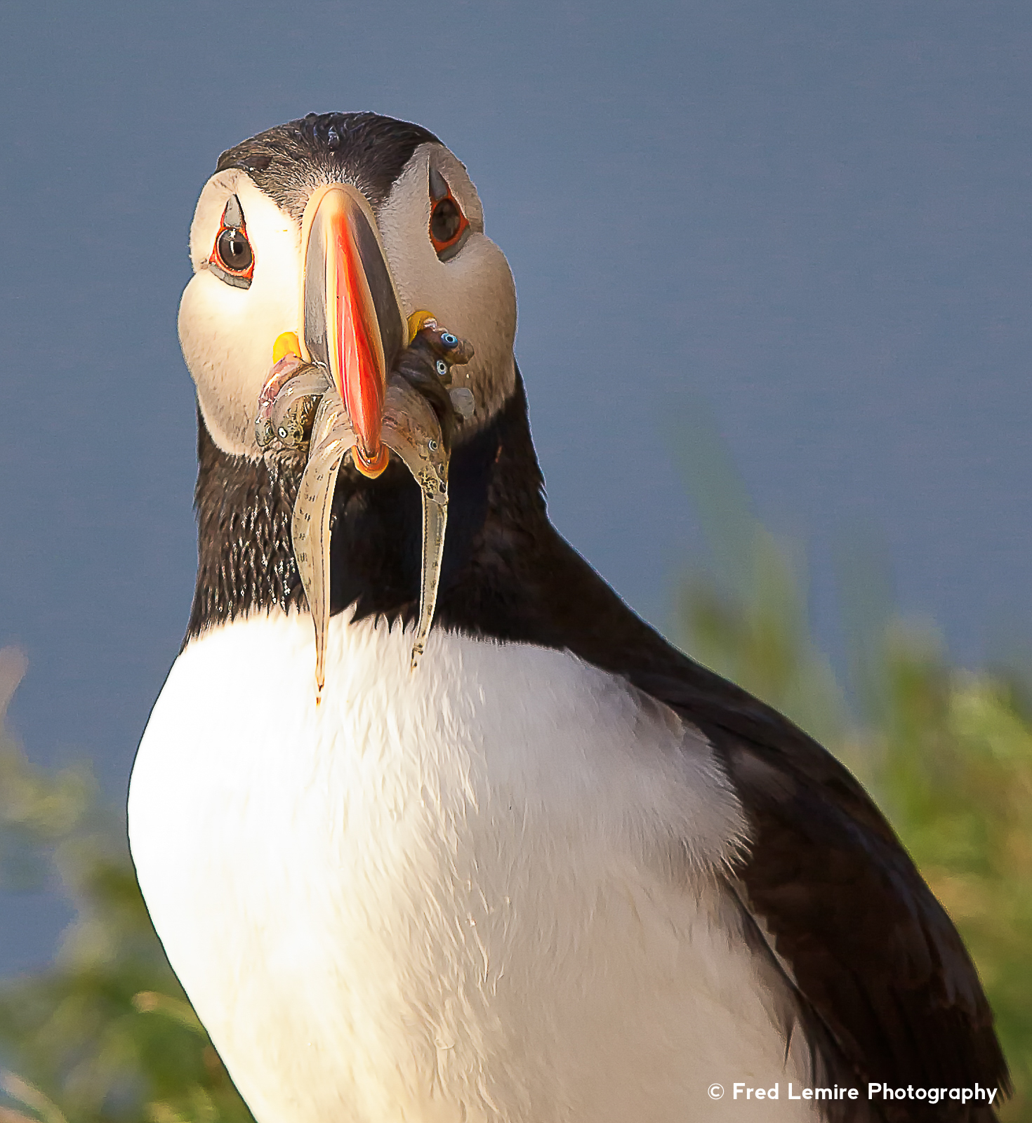 Atlantic Puffins