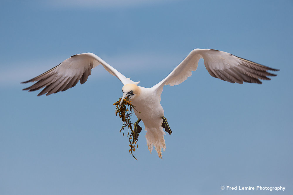 Fred Lemire Photography-sea birds-105.jpg