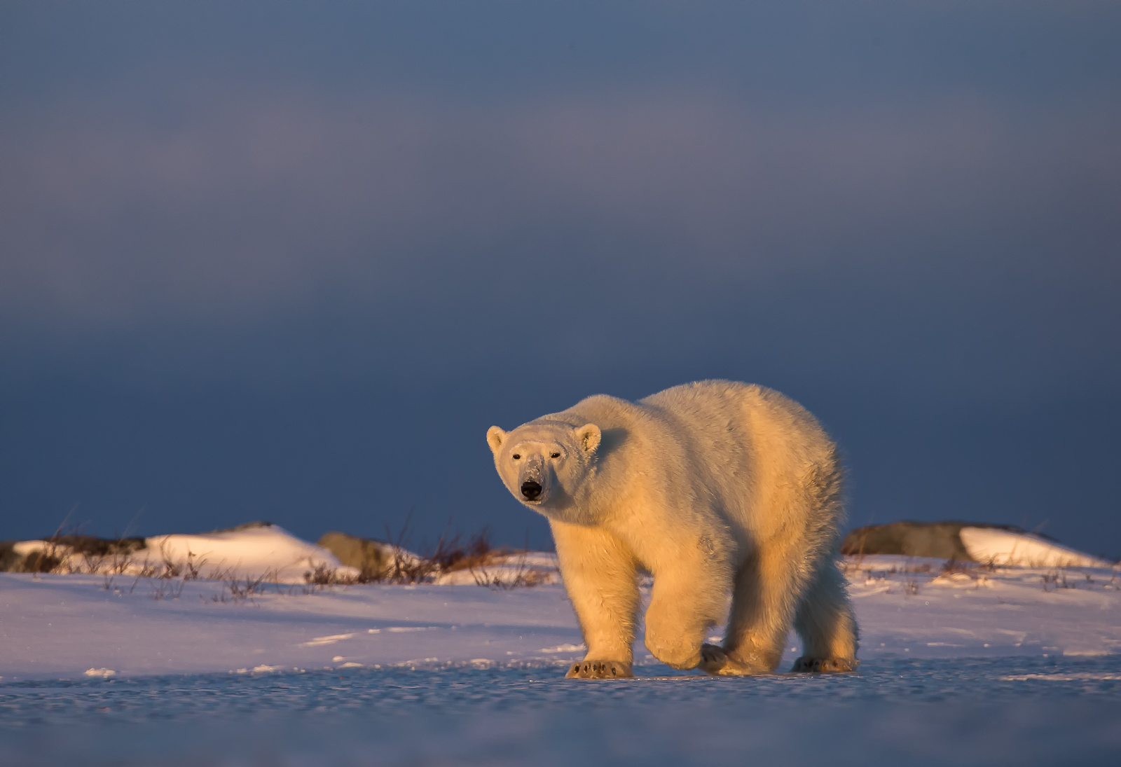 Polar bear photo safari