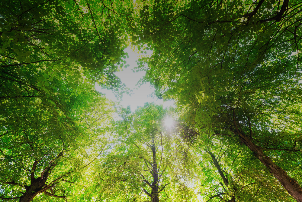 shutterstock_212136892 Gradient.png