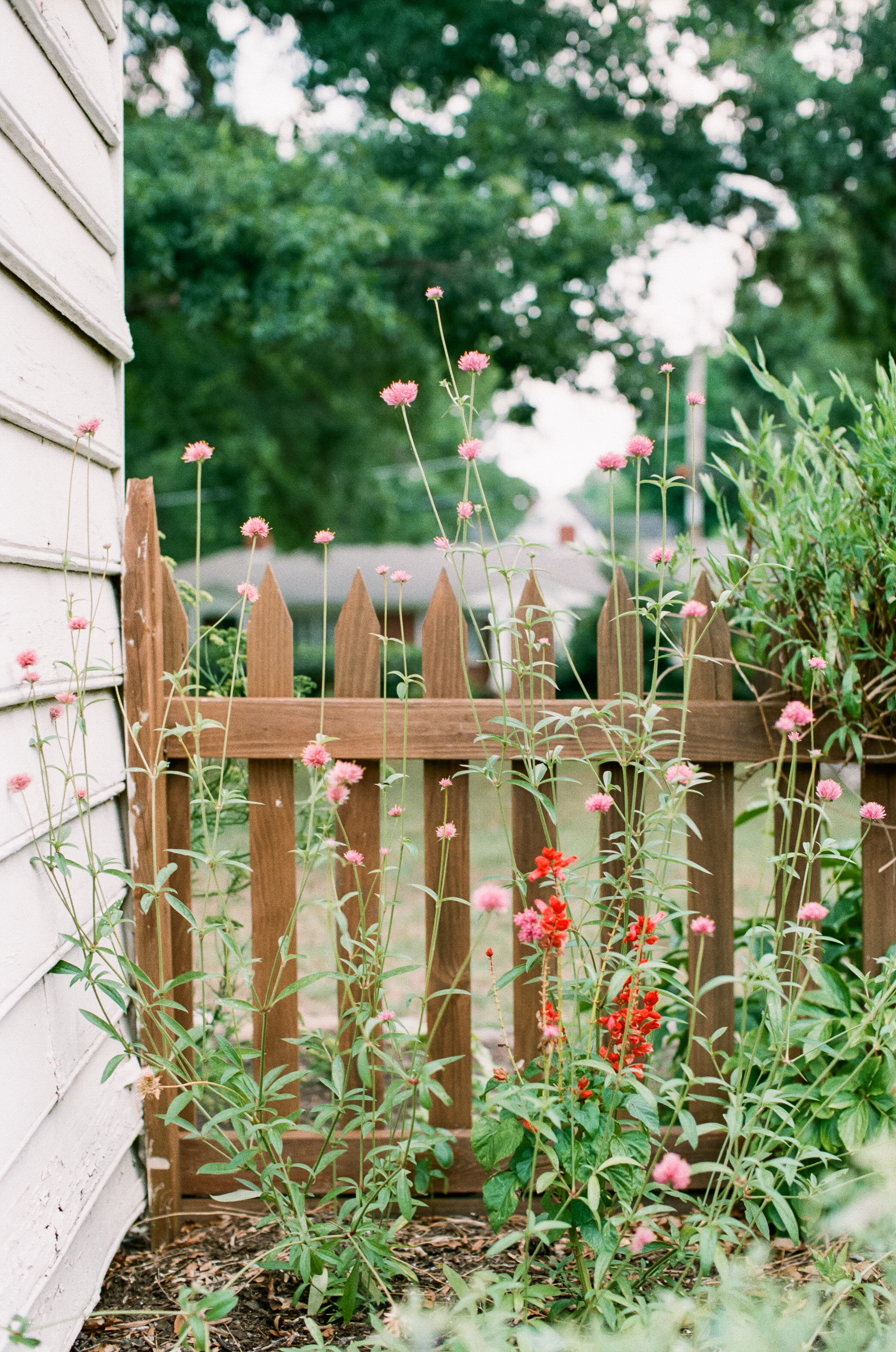 raleigh-nc-film-photography-fuji-color-200-canon-rebel-2000-mordecai