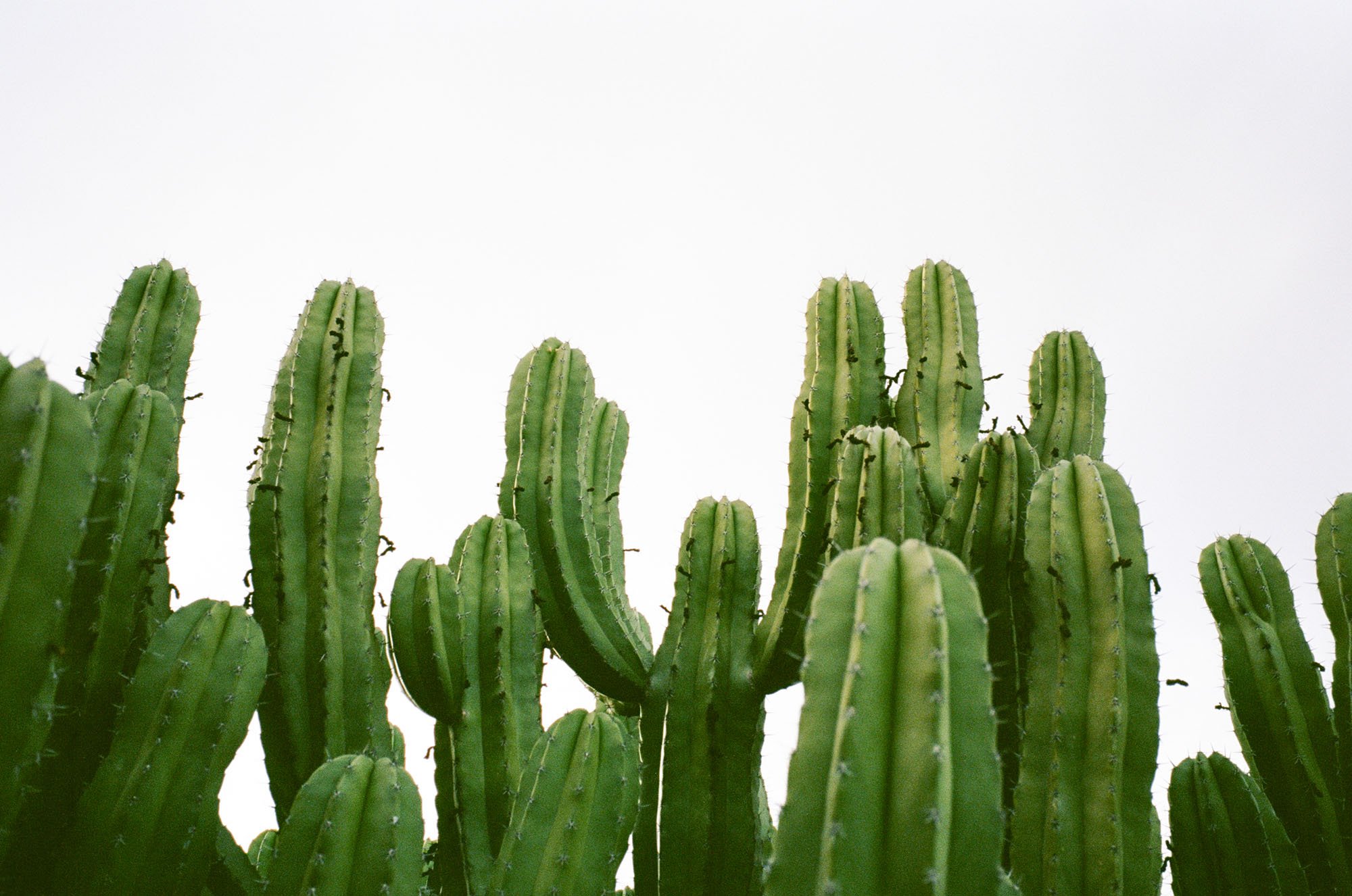 ace-hotel-palm-springs-california-film-photography-travel-photographer-003