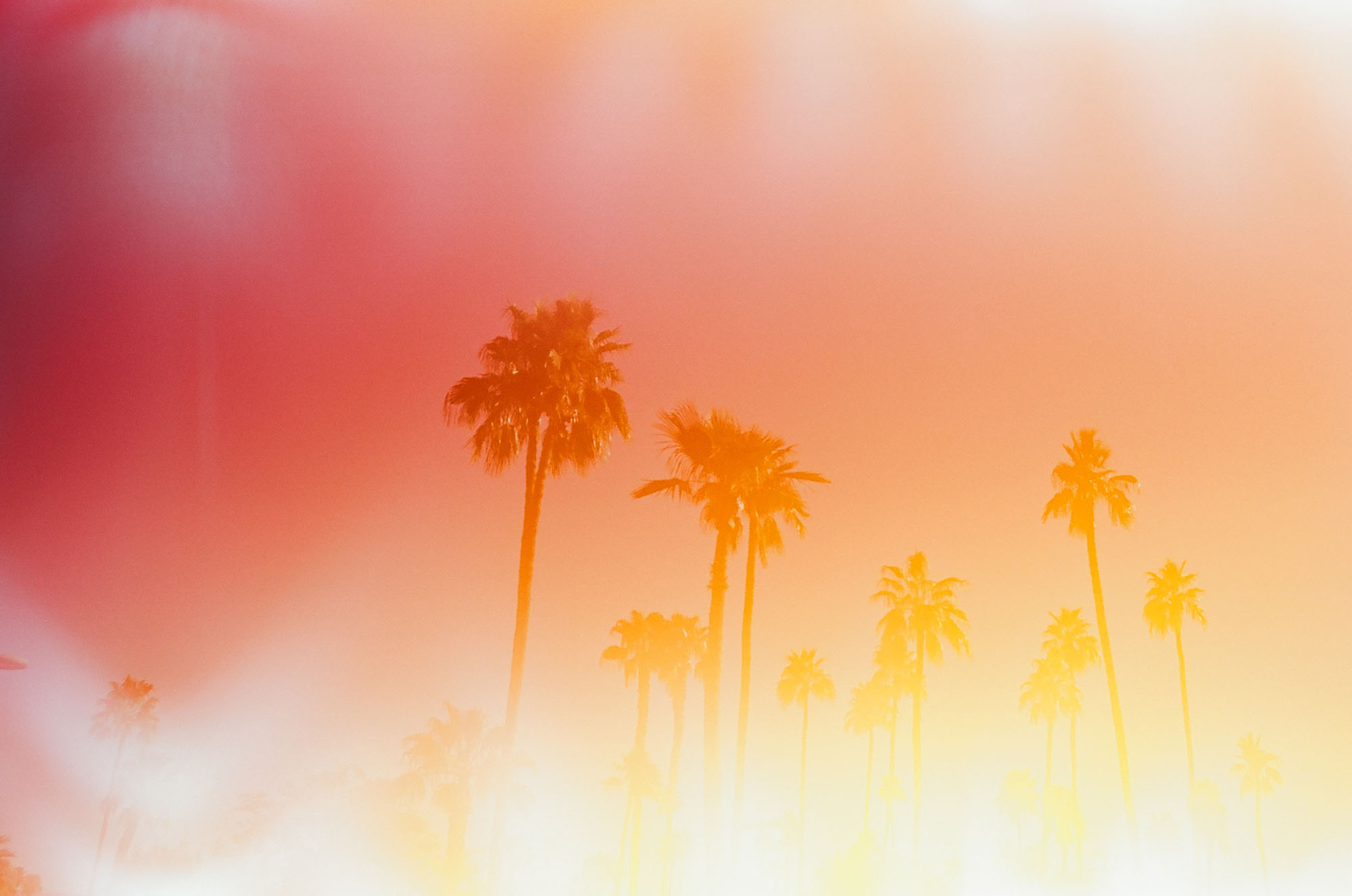 palm-trees-light-leak-palm-springs-california-film-photography-travel-photographer