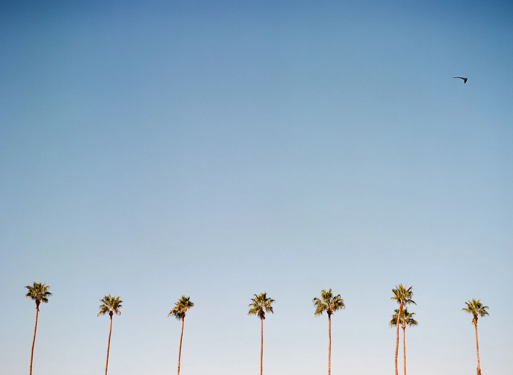 palm-trees-palm-springs-california-film-photography