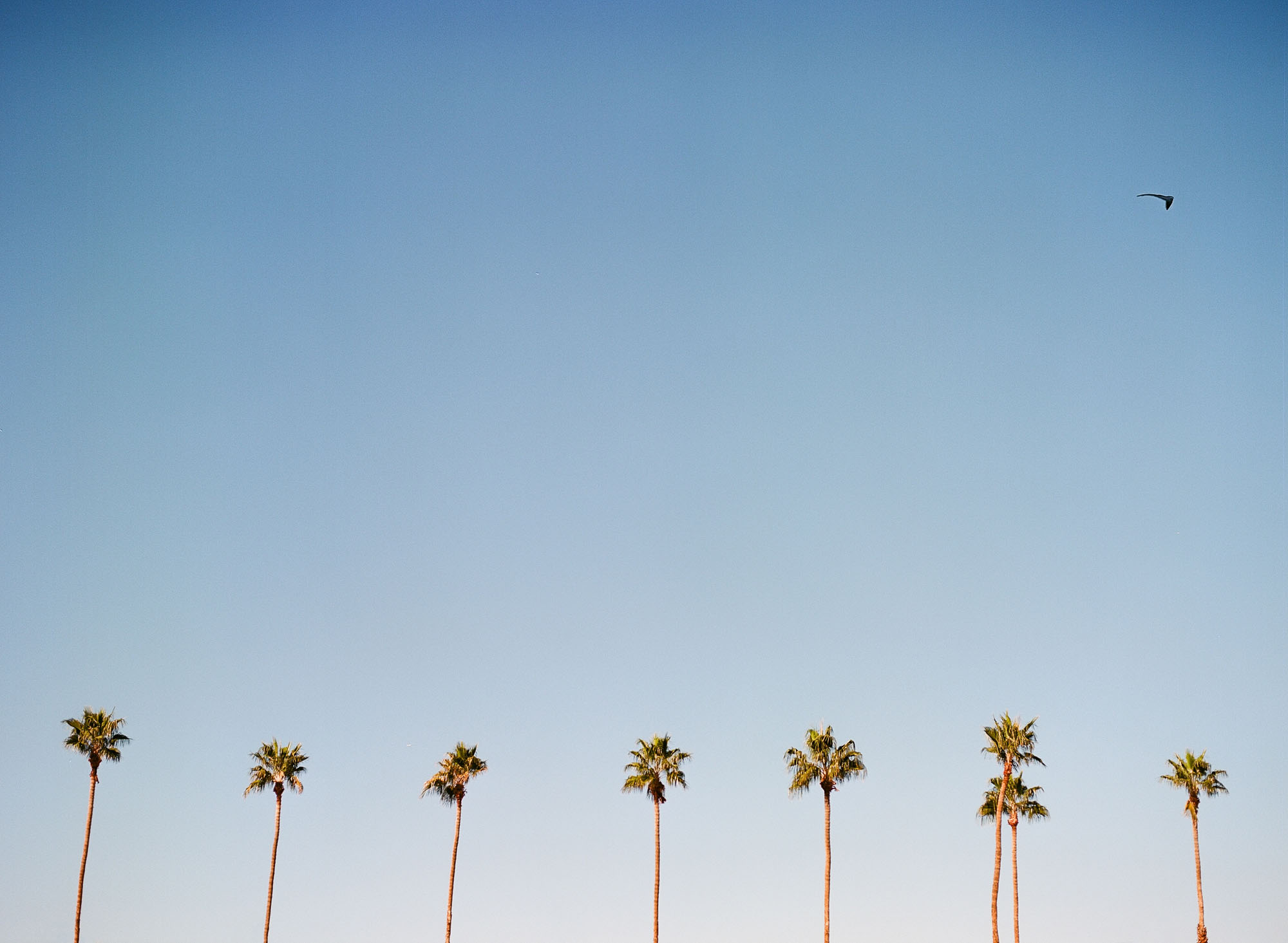palm-trees-palm-springs-california-film-photography